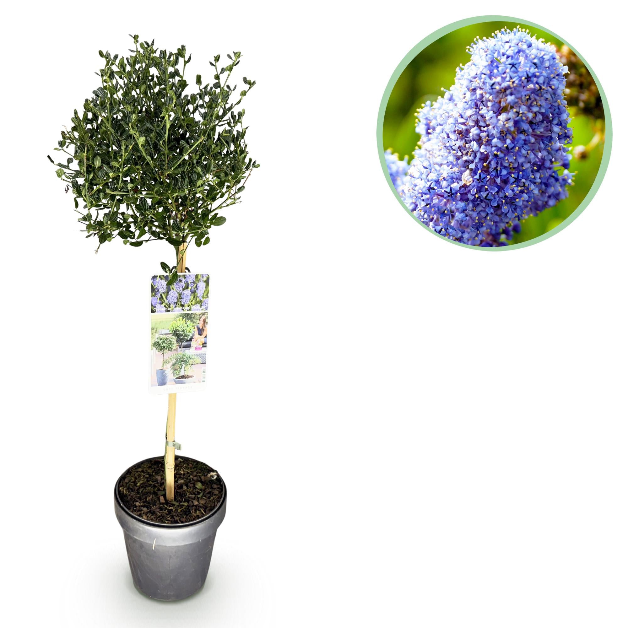 Green boutiQ - Plant op Stam - Ceanothus impressus Victoria - Terras Plant - Bladhoudend - Winterhard - Paarse Bloem - Pot 19cm Hoogte 90cm