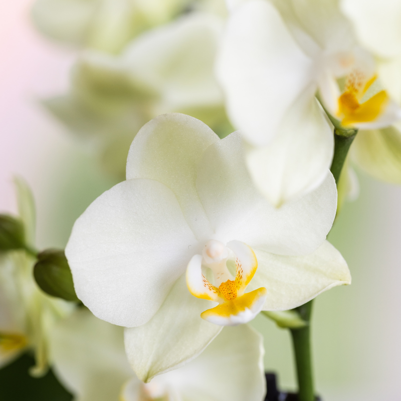 Kolibri Orchids | Witte orchideeënset in Diabolo Twin sierpot | 2 x witte Lausanne orchideeën Ø9cm