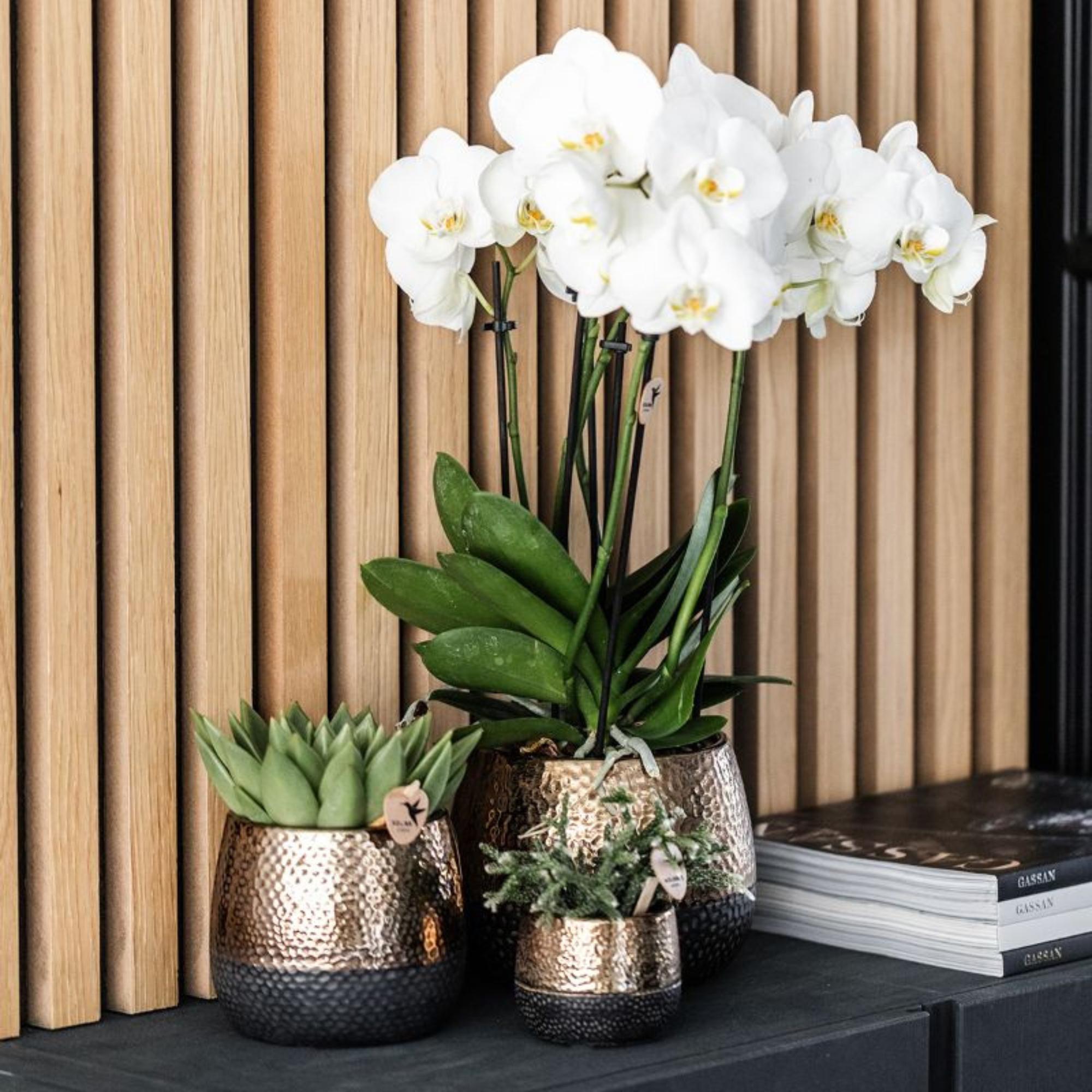 Kolibri Greens | Groene plant - Succulent Echeveria Miranda | groene kamerplant - vers van de kweker - Ø9cm