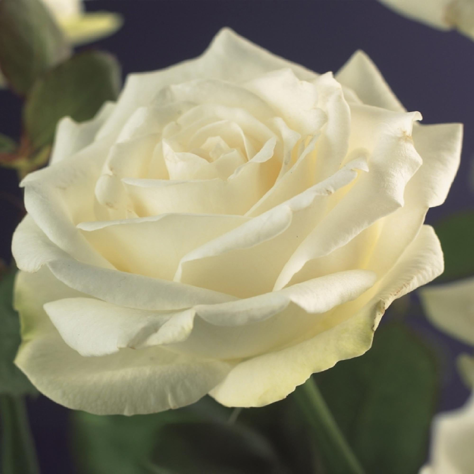 Green boutiQ - Klimroos - Rosa White Climber - Bloem Wit - Weinig onderhoud - 2 planten - Pot 11cm Hoogte 40cm