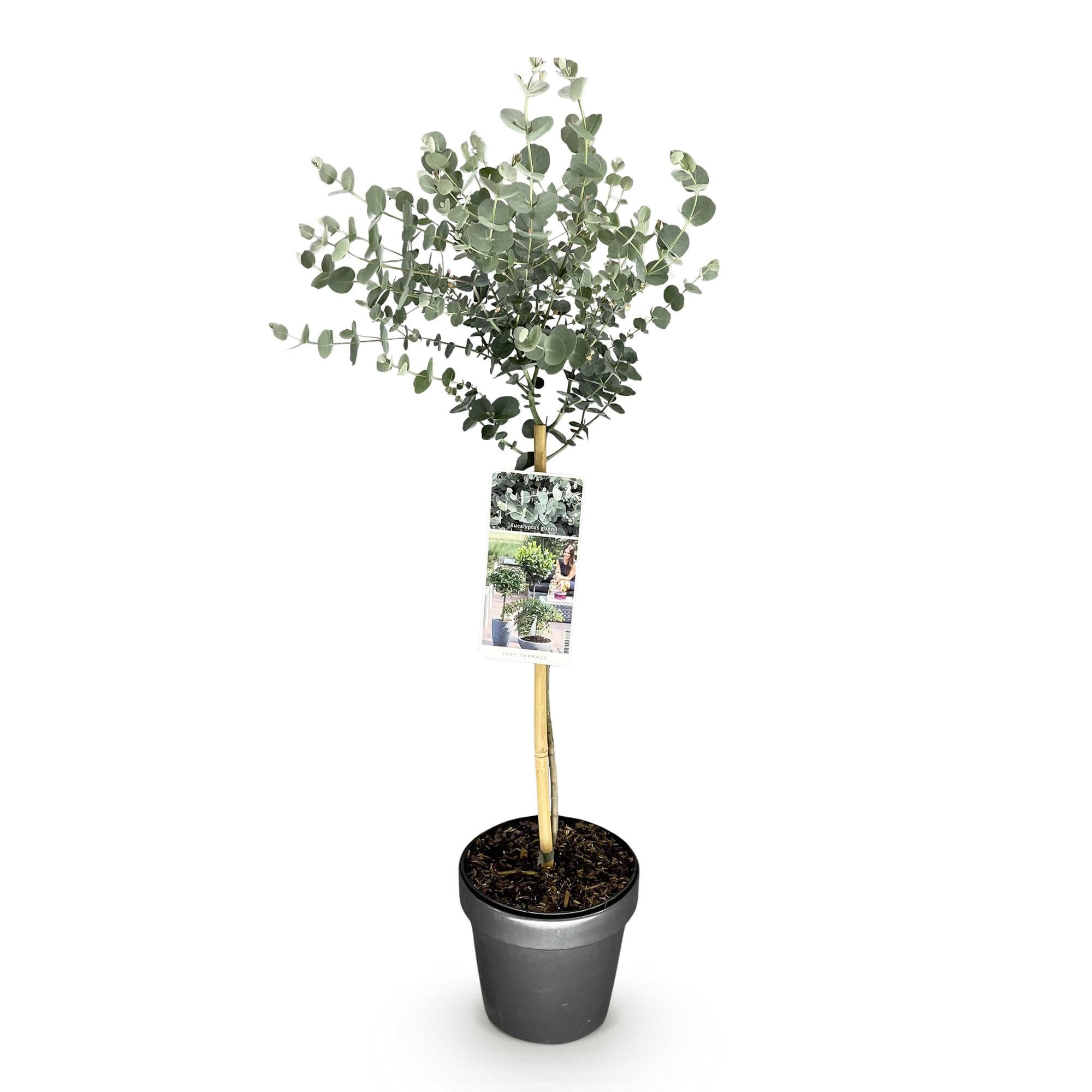Green boutiQ - Plant op Stam- Eucalyptus gunni Azure - Terras Plant - Bladhoudend - Winterhard- Grijs Blad - Pot 19cm Hoogte 90cm