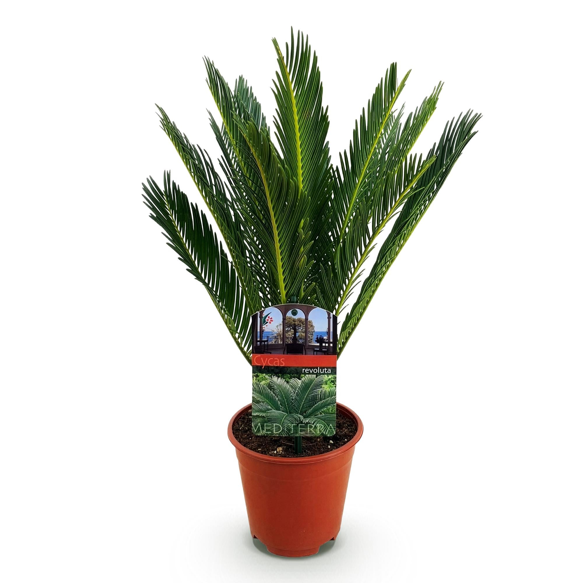 Green boutiQ - Kamerplant - Cycas revoluta - Palmvaren - Weinig onderhoud - Groen - 1 - Pot 14cm - Hoogte 45cm