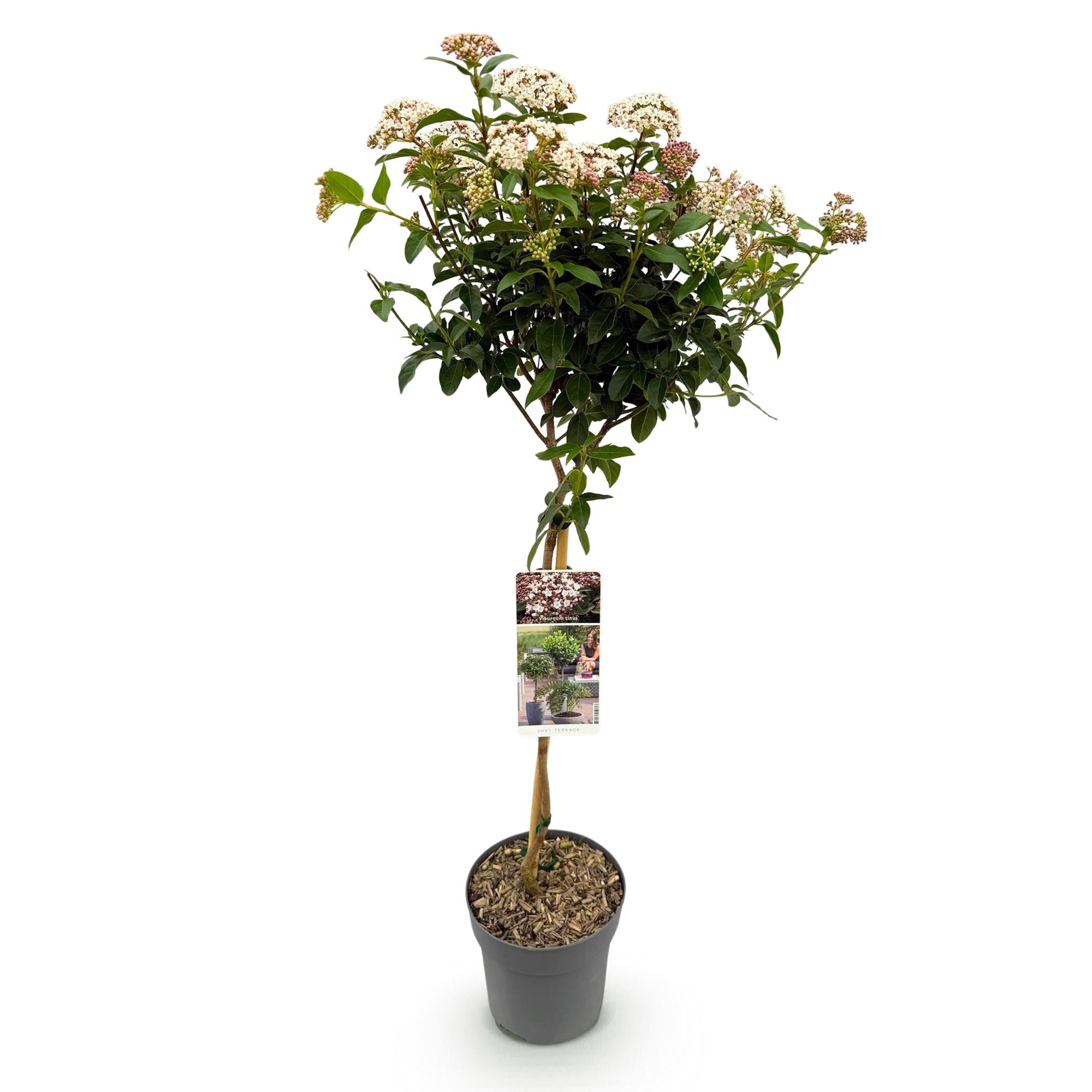 Green boutiQ - Plant op Stam - Viburnum tinus - Terras Plant - Bladhoudend - Winterhard - Wit-Roze Bloem - Pot 19cm Hoogte 90cm