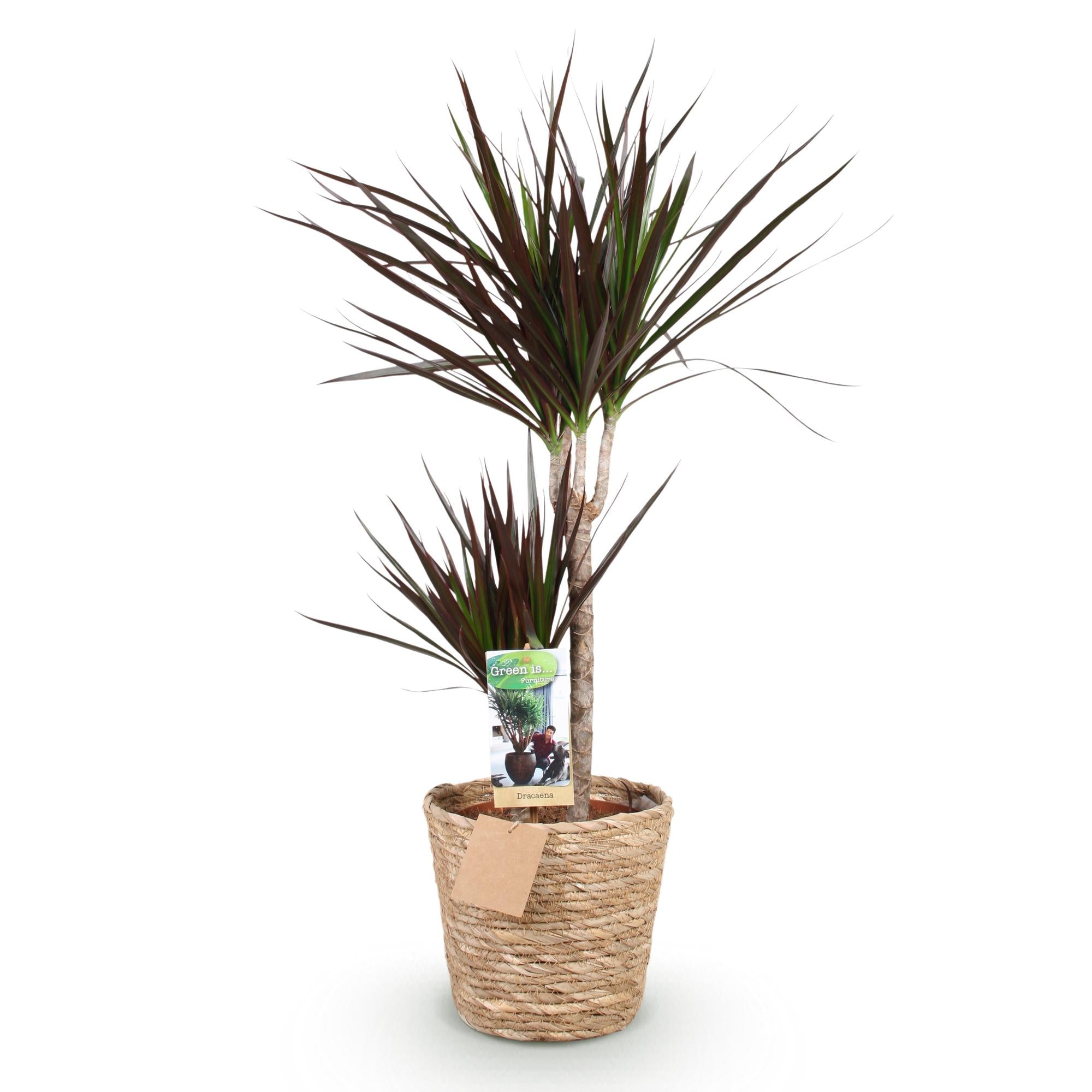 Green BoutiQ - Green is... Kamerplanten - Dracaena Magenta - Drakenbloedboom - Weinig onderhoud - met mand - Groen - 1 Plant - Pot 21cm - Hoogte 90-100cm