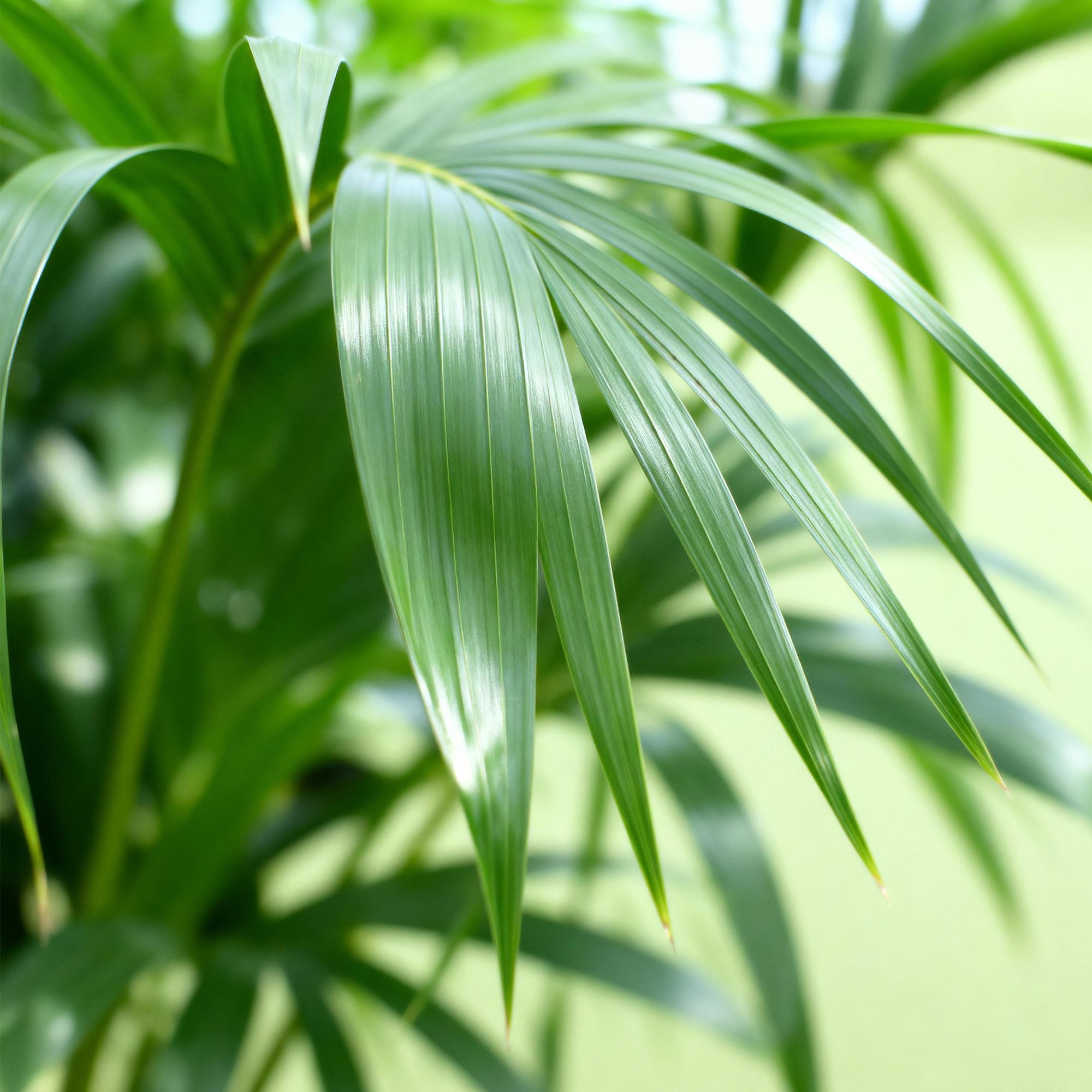 Green boutiQ - Kamerplant - Howea Forsteriana - Kentia Palm - Weinig Onderhoud - Groen - 2 planten - Pot 17cm - Hoogte 70-75cm