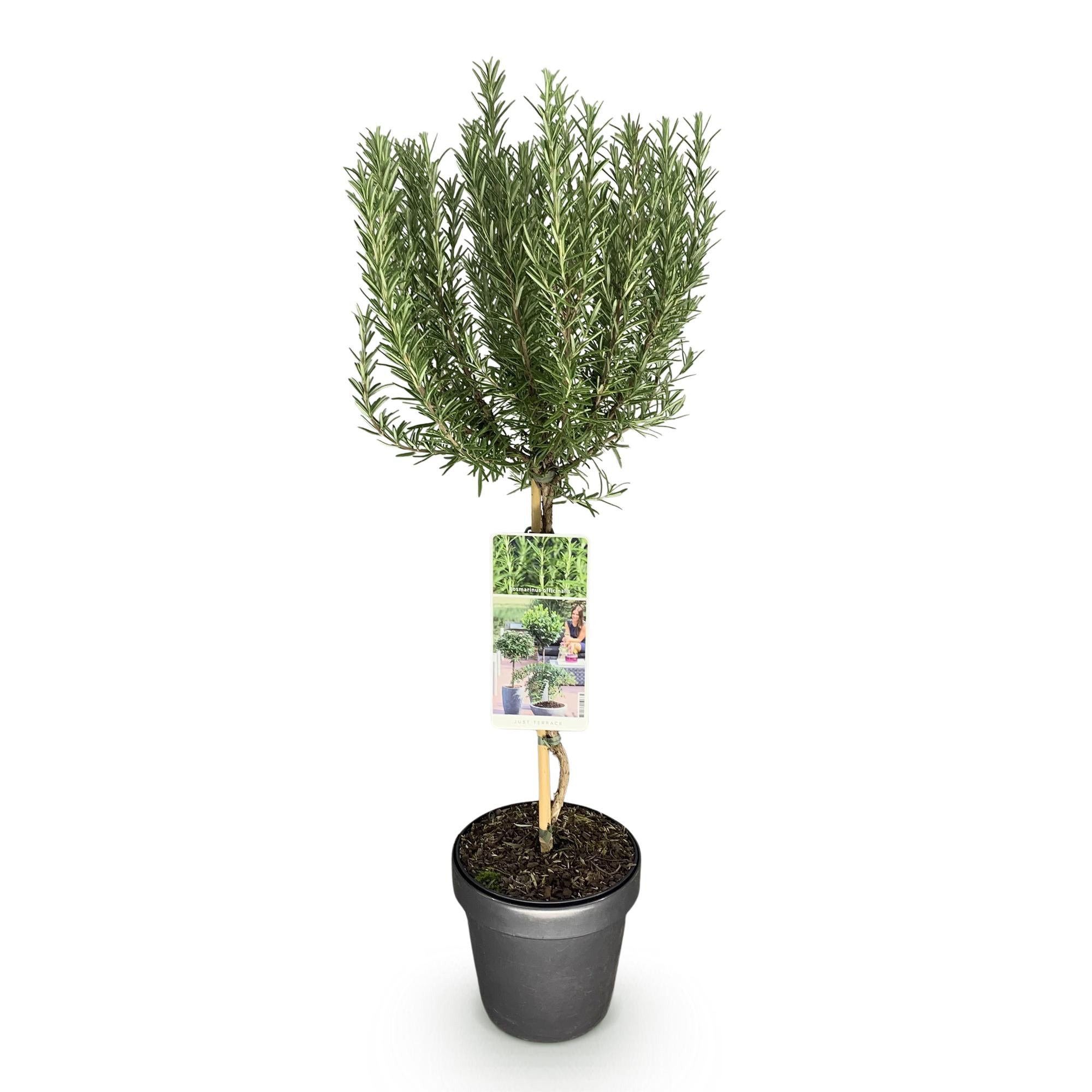 Green boutiQ - Plant op Stam - Rosmarinus officinalis - Terras Plant - Bladhoudend - Winterhard - Paarse Bloem - Pot 19cm Hoogte 90cm