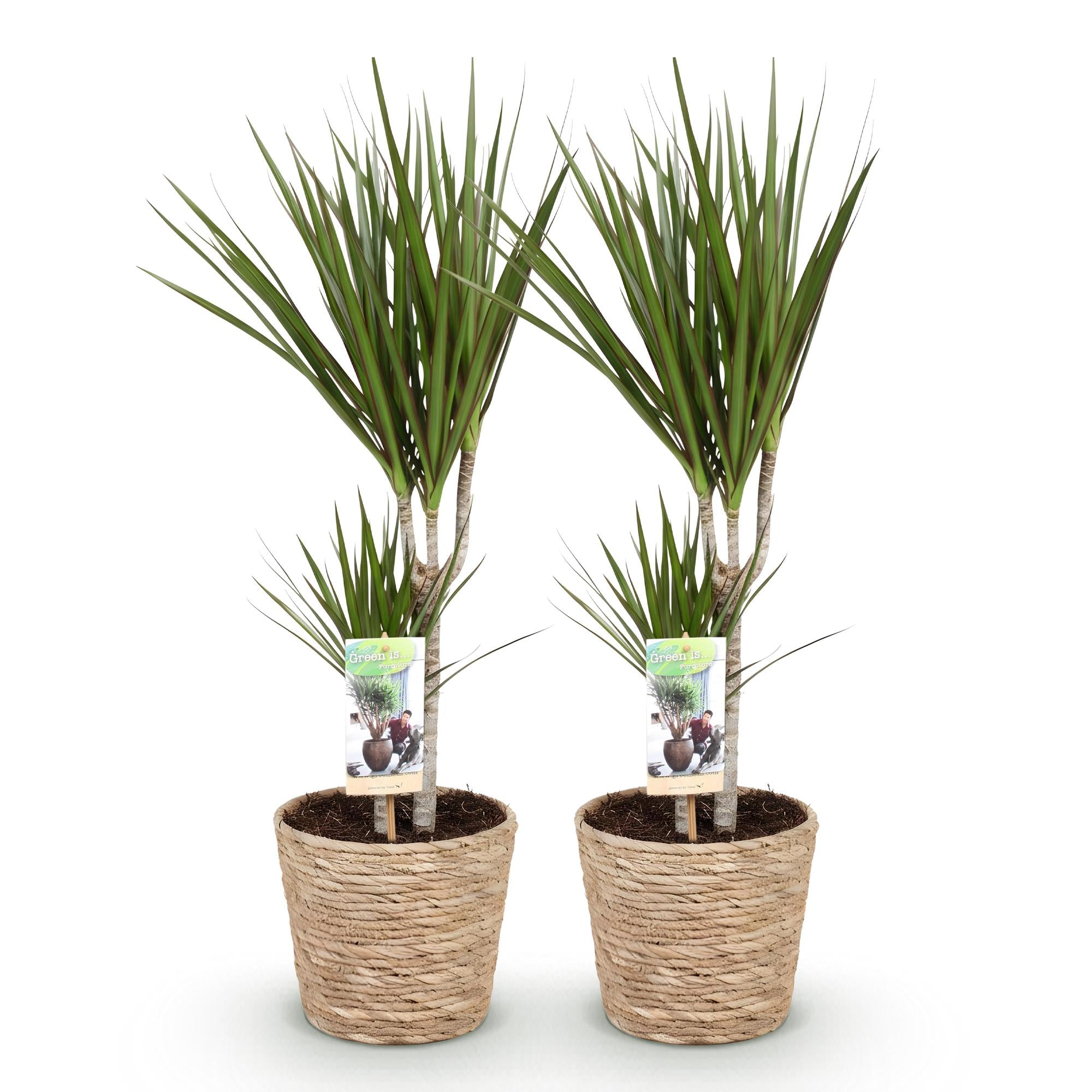 Green BoutiQ - Green is... Kamerplanten - Dracaena Marginata - Drakenbloedboom - Weinig onderhoud - met mand - Groen - 2 Planten - Pot 17cm - Hoogte 70-80cm