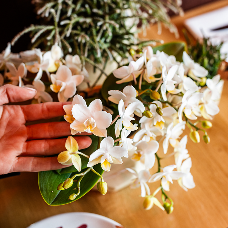 Kolibri Orchids | Scandic Copper pot Ø9cm met witte Nazaré orchidee – vers van de kweker