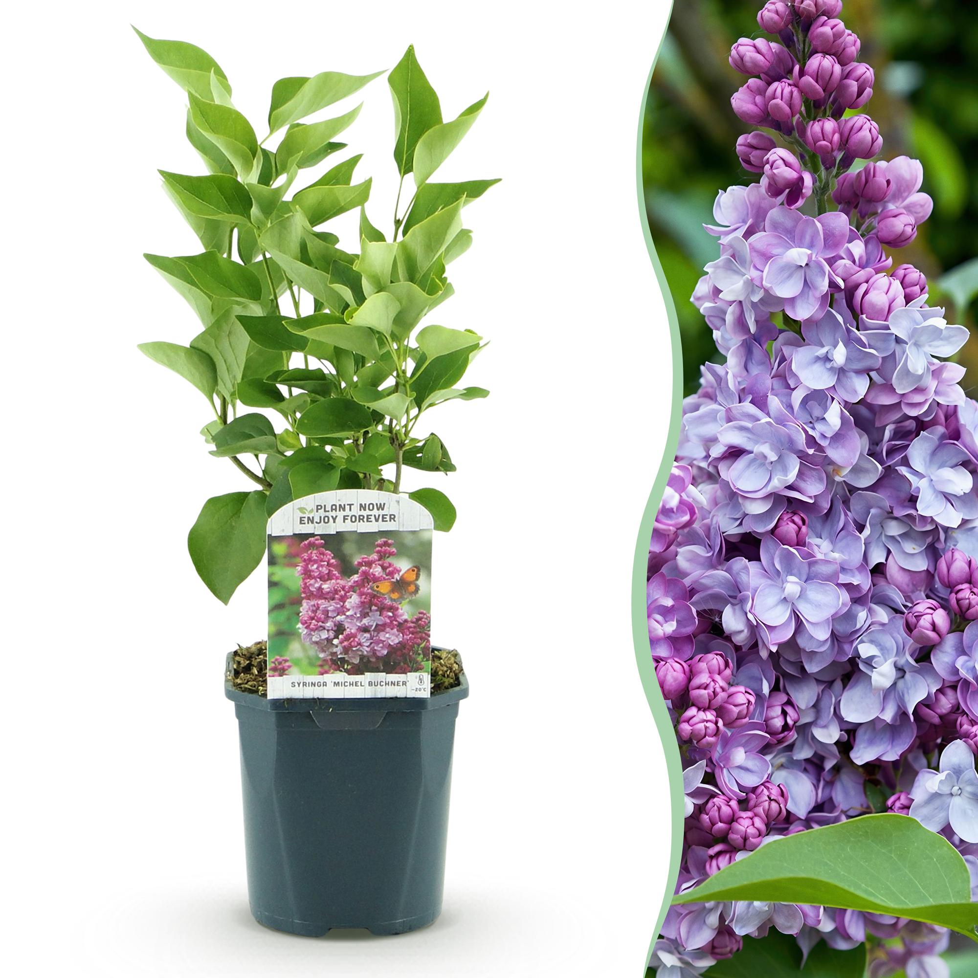 Green boutiQ - Tuinplant - Syringa vulgaris Michel Buchner - Gewone Sering - Winterhard - Roze - 1 Plant - Pot 17cm - Hoogte 45cm