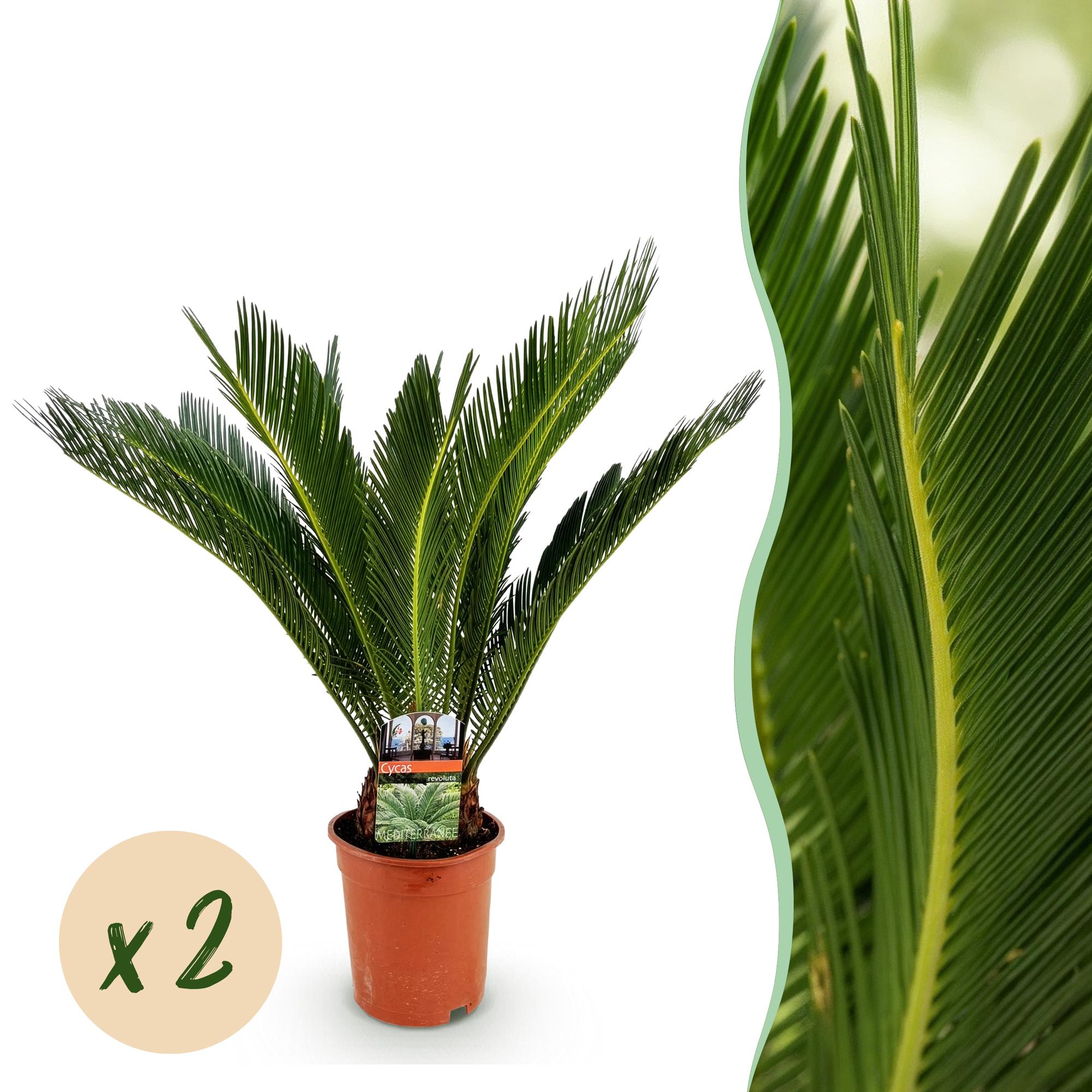 Green boutiQ - Kamerplant - Cycas revoluta - Palmvaren - Weinig onderhoud - Groen - 2 - Pot 17cm - Hoogte 70cm