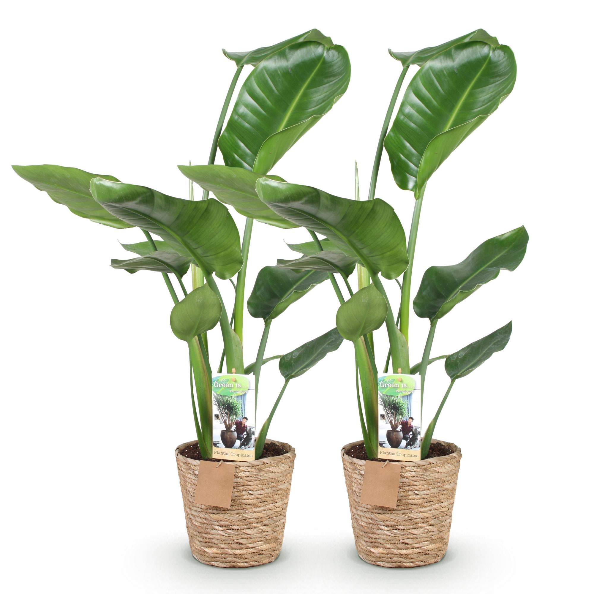 Green BoutiQ - Green is... Kamerplanten - Stelitzia Nicolai - Paradijsvogelbloem - Weinig onderhoud - met mand - Groen - 2 Planten - Pot 17cm - Hoogte 70-90cm