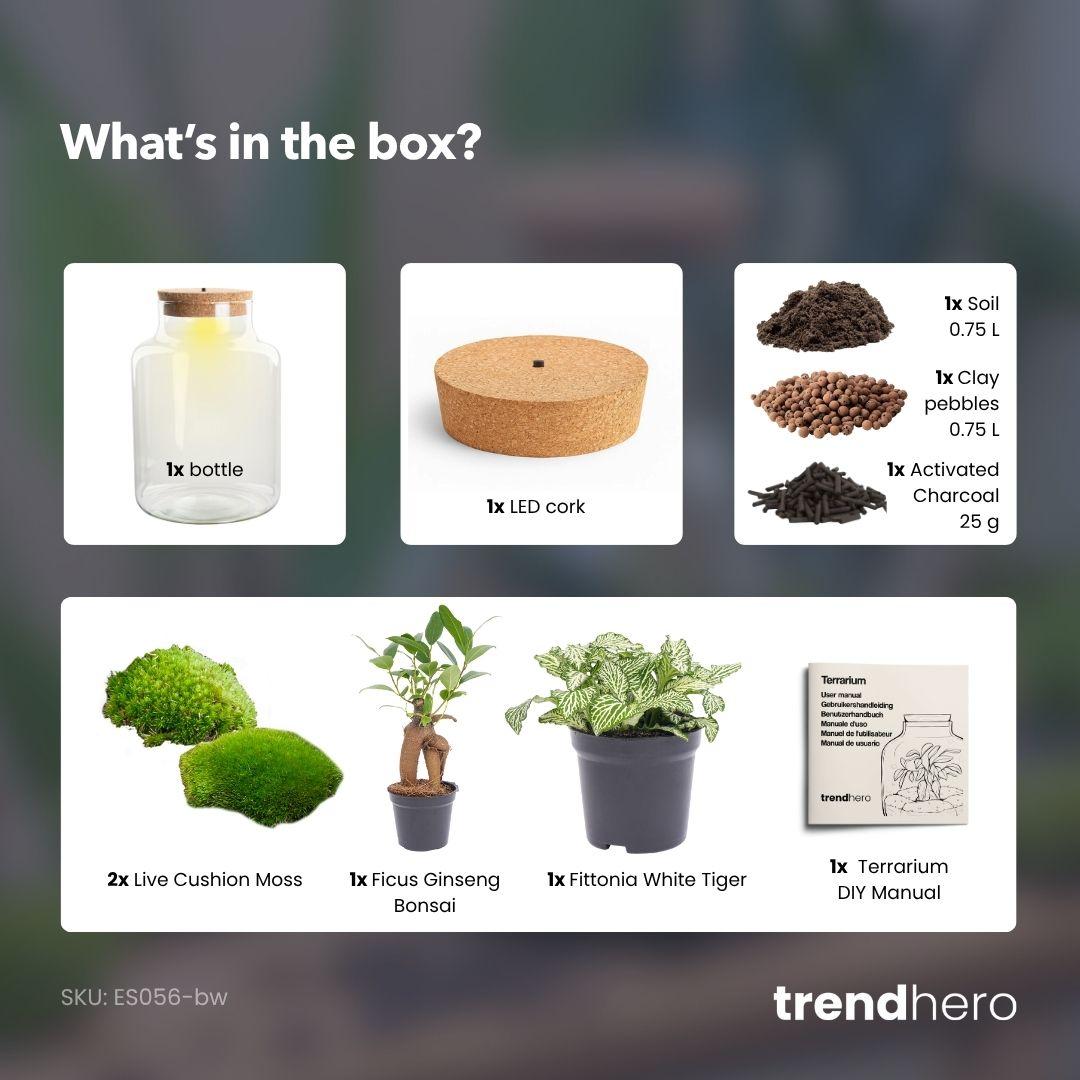 DIY Planten terrarium met licht - Little Milky Bonsai - Ø 17 cm ↑ 25 cm