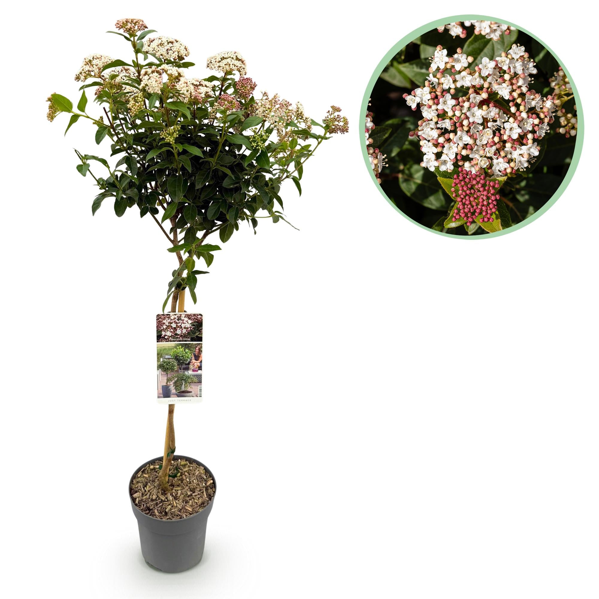 Green boutiQ - Plant op Stam - Viburnum tinus - Terras Plant - Bladhoudend - Winterhard - Wit-Roze Bloem - Pot 19cm Hoogte 90cm