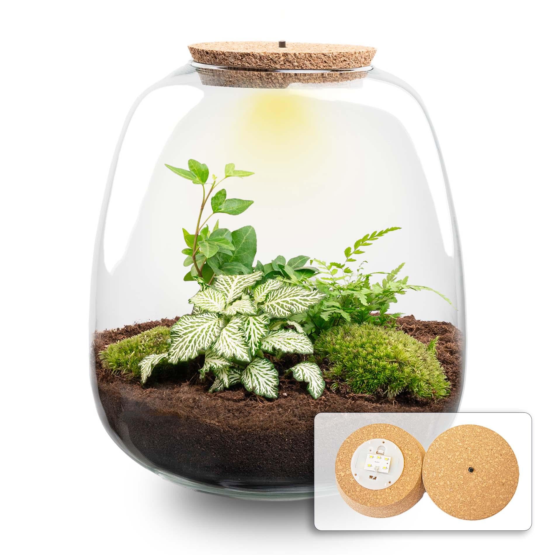 Planten terrarium - Emma - DIY kit - ↑ 25 cm - Ø 23 cm - Hedera White