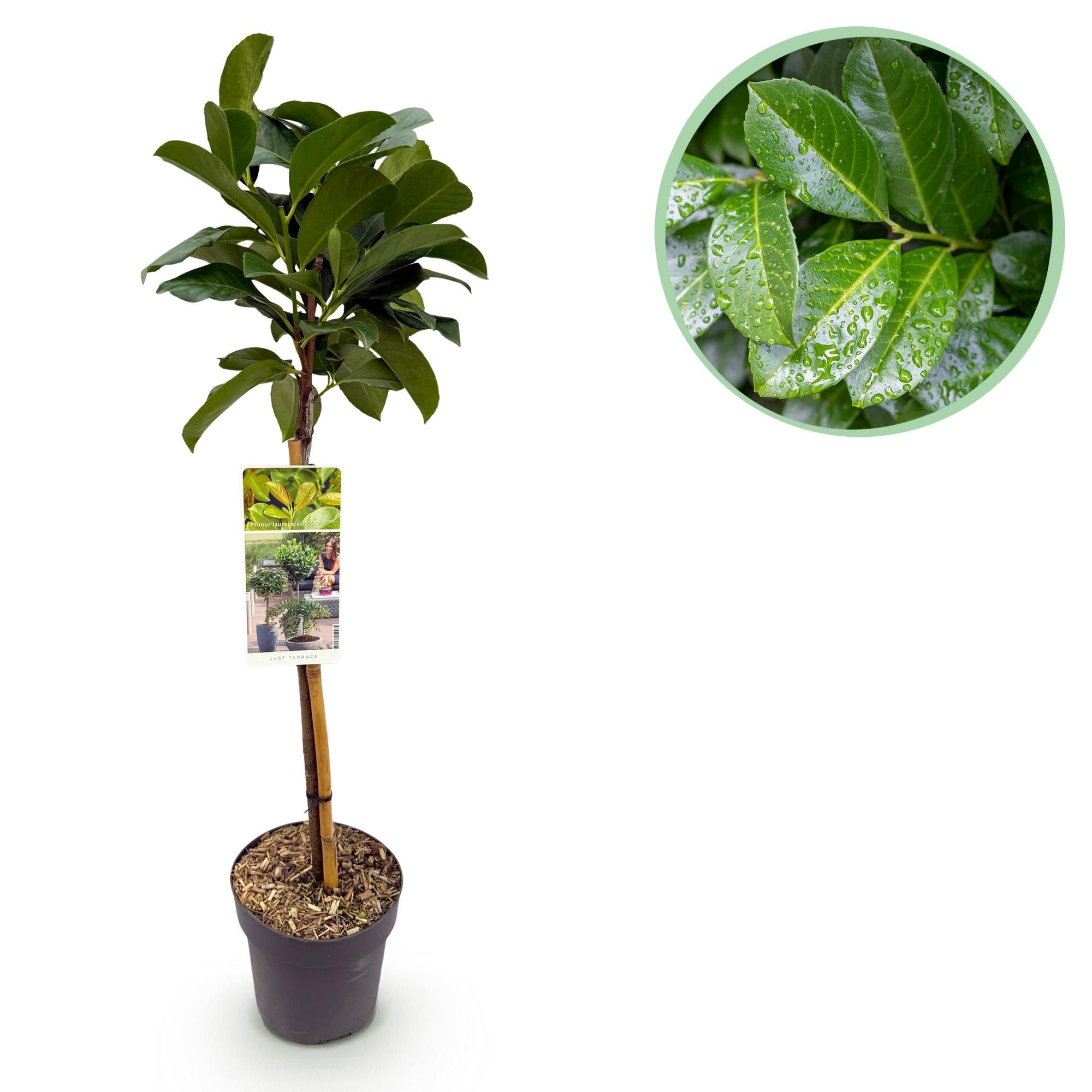 Green boutiQ - Plant op Stam - Prunus lauroverasus Etna® - Terras Plant - Bladhoudend - Winterhard - Groen Blad - Pot 19cm Hoogte 90cm