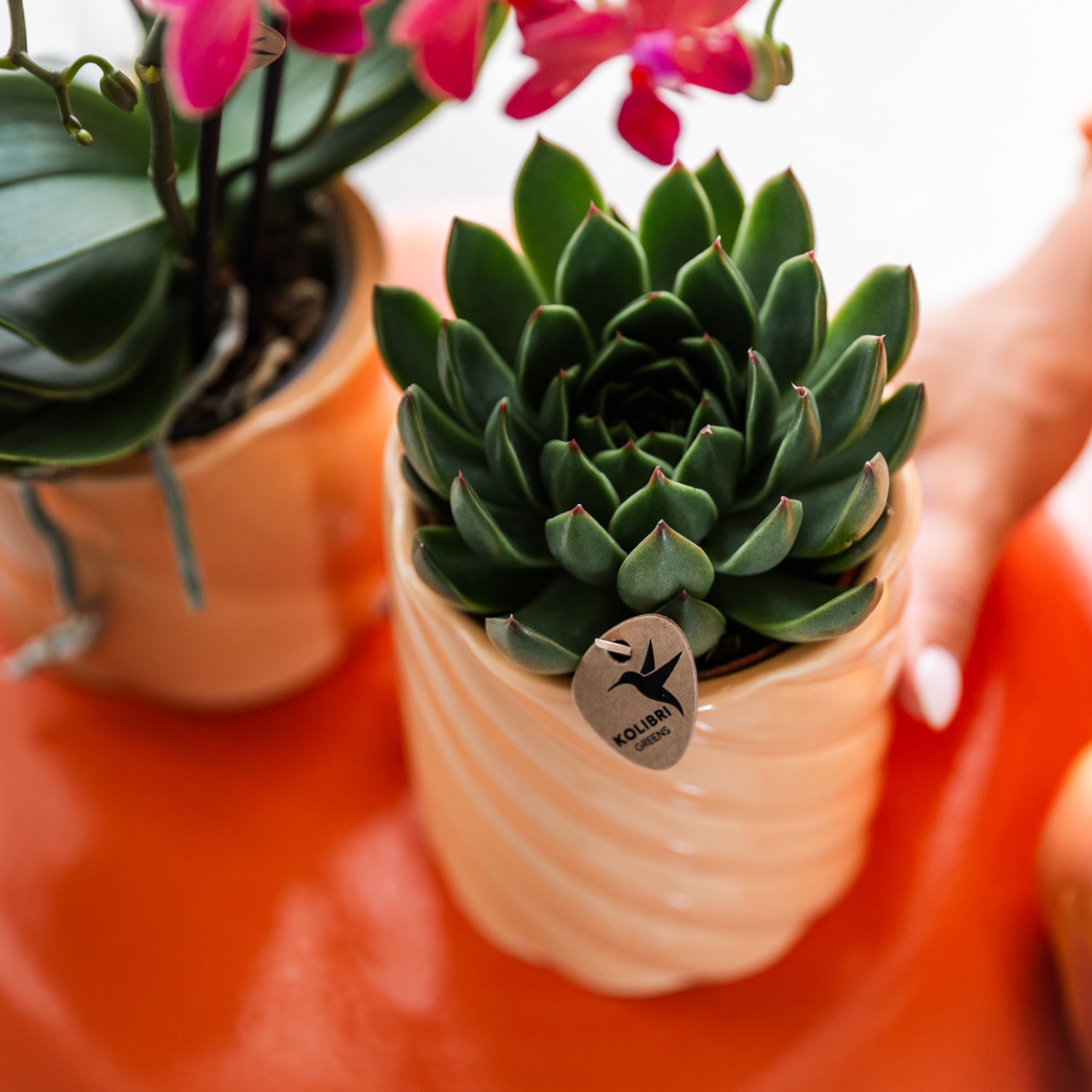 Kolibri Greens | Groene plant - Succulent Echeveria Miranda | groene kamerplant - vers van de kweker - Ø9cm