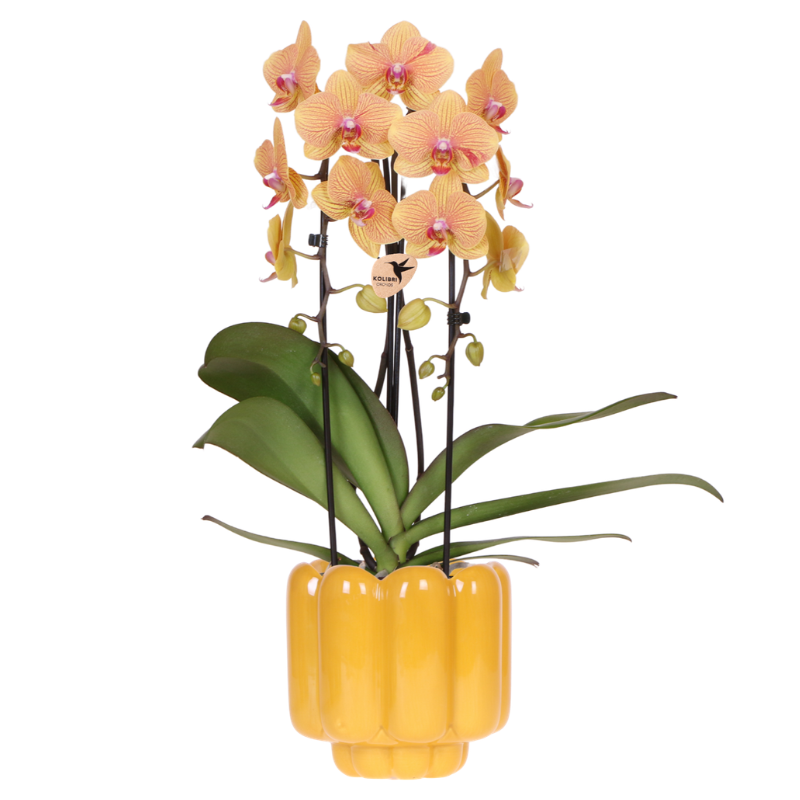 Kolibri Orchids | Sunny Bunny orchidee geel/roze + Retro oker sierpot – potmaat Ø12cm | bloeiende kamerplant – vers van de kweker