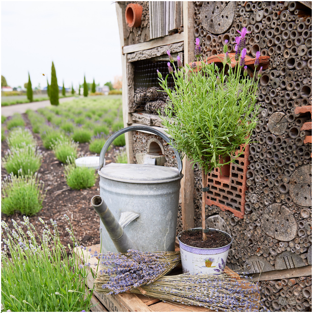 Boundlessgreen  - Lavandula stoechas Anouk® op stam in Lavendelprint sierpot - 15 cm pot - set van 2 Franse Lavendels op stam in sierpot