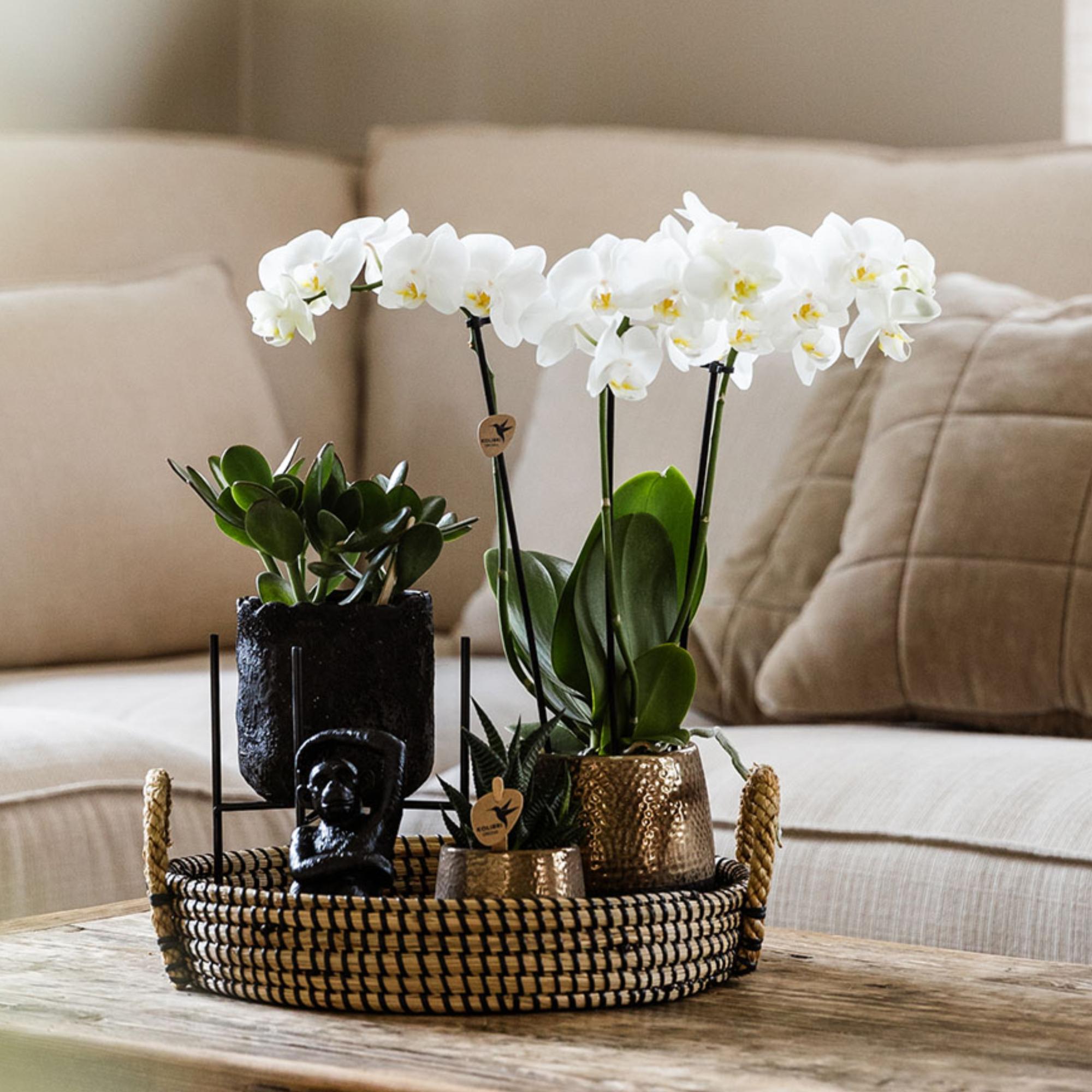 Kolibri Home | Ornament - Decoratie beeld Sitting Monkey - Black