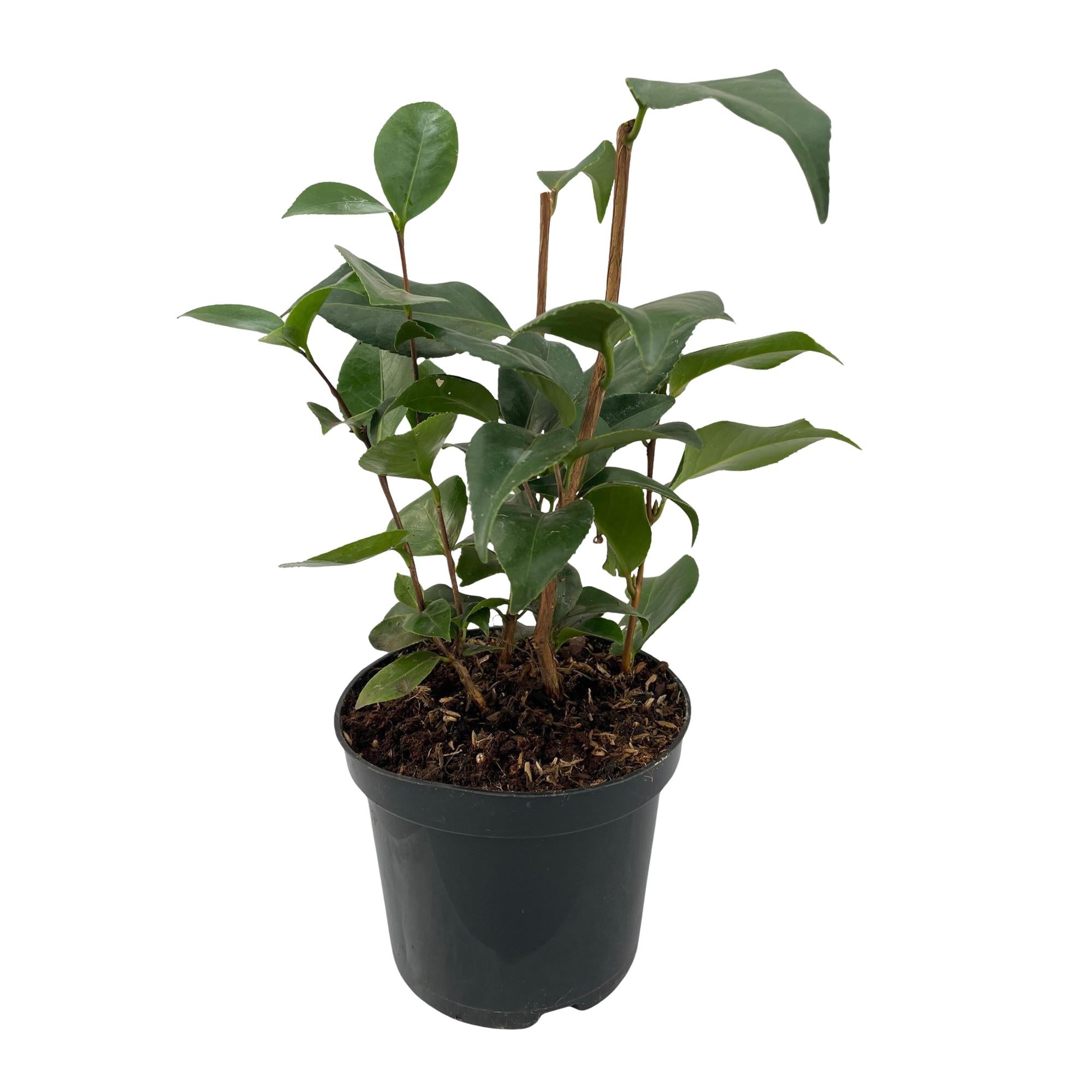 Green boutiQ - Heesters - Camelia japonica Tricolour - Bloem Roze, Wit en Rood - 1 Plant - Groenblijvend - Pot 15cm Hoogte 30cm