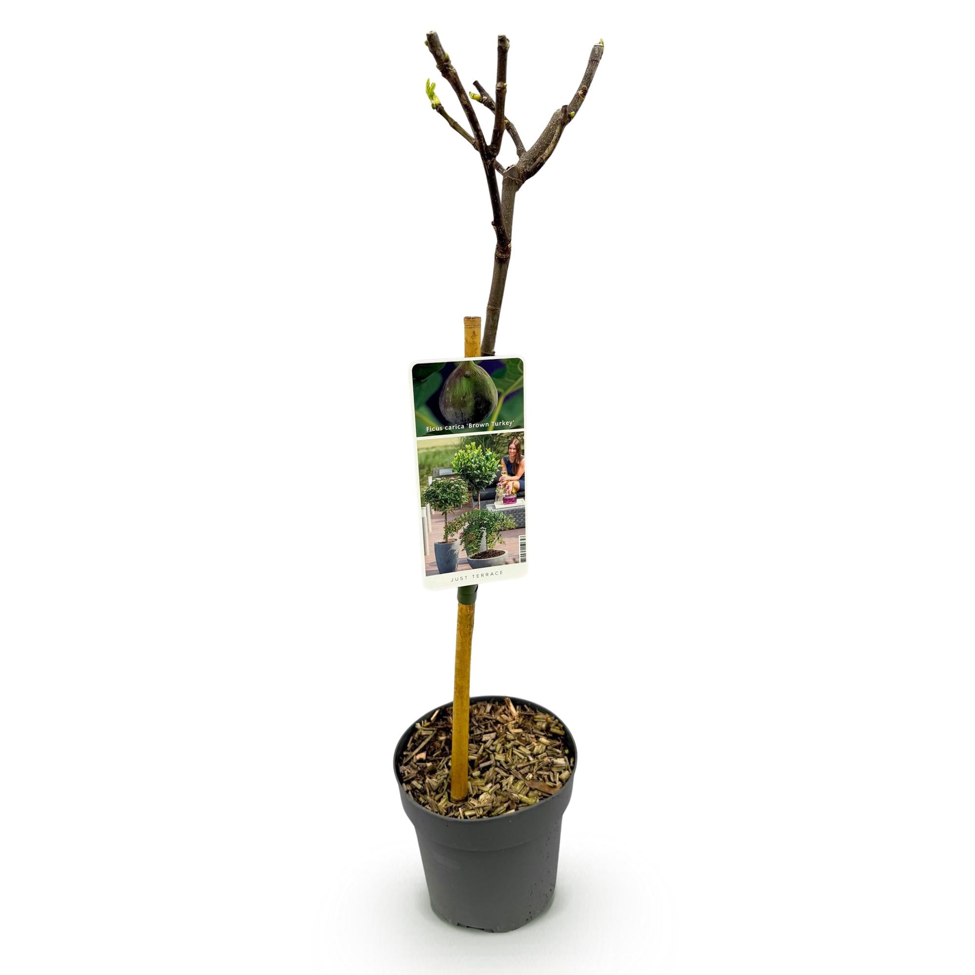 Green boutiQ - Plant op Stam - Ficus carica Brown Turkey - Terras Plant - Bladverliezend - Winterhard - Groene Vrucht - Pot 19cm Hoogte 90cm