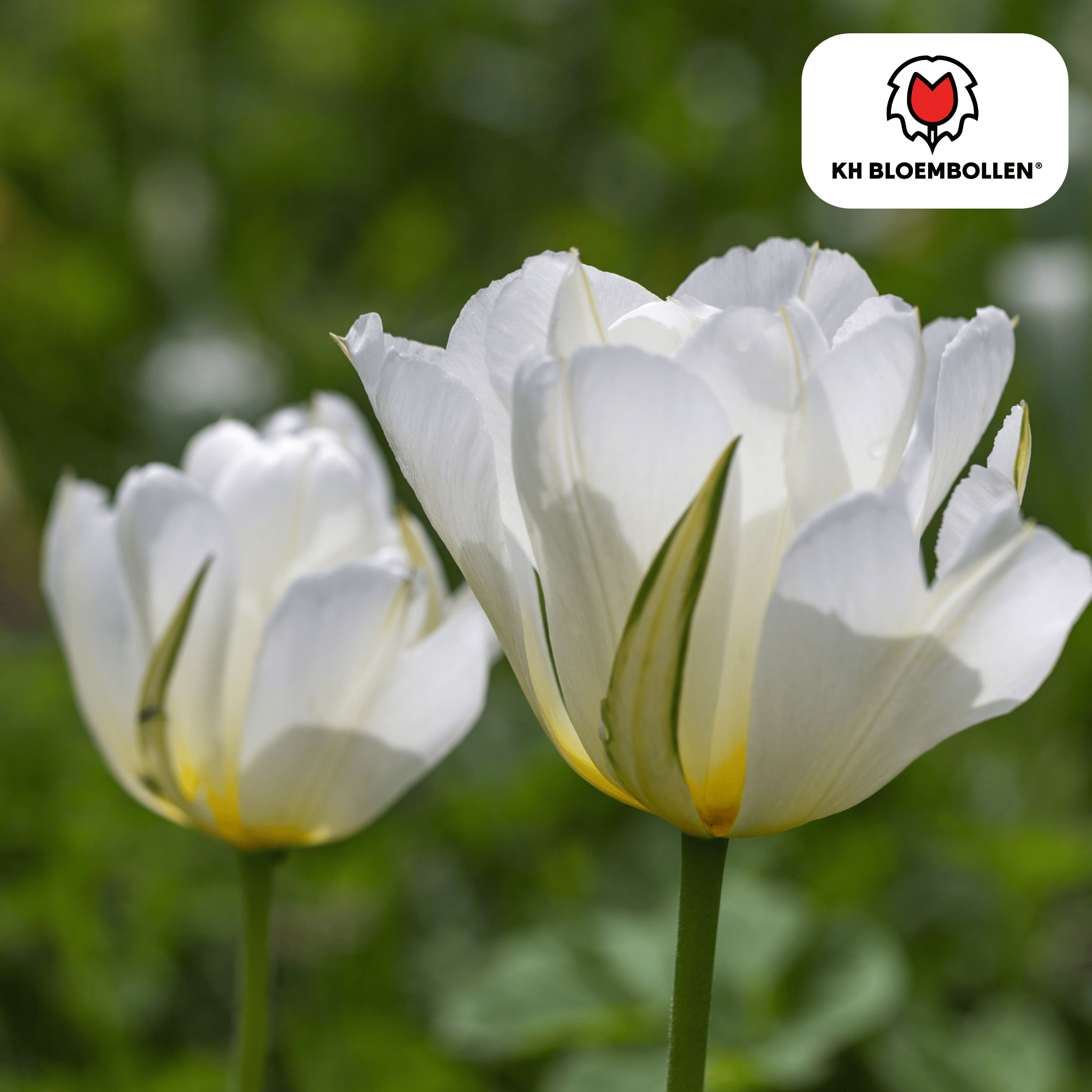 Tulpenbollen White Valley – 20 Stuks | KH Bloembollen® | Witte Tulp – Fris, Elegant & Tijdloos – Voor Tuin of Pot – Maat 11/12 – Vers van de Teler