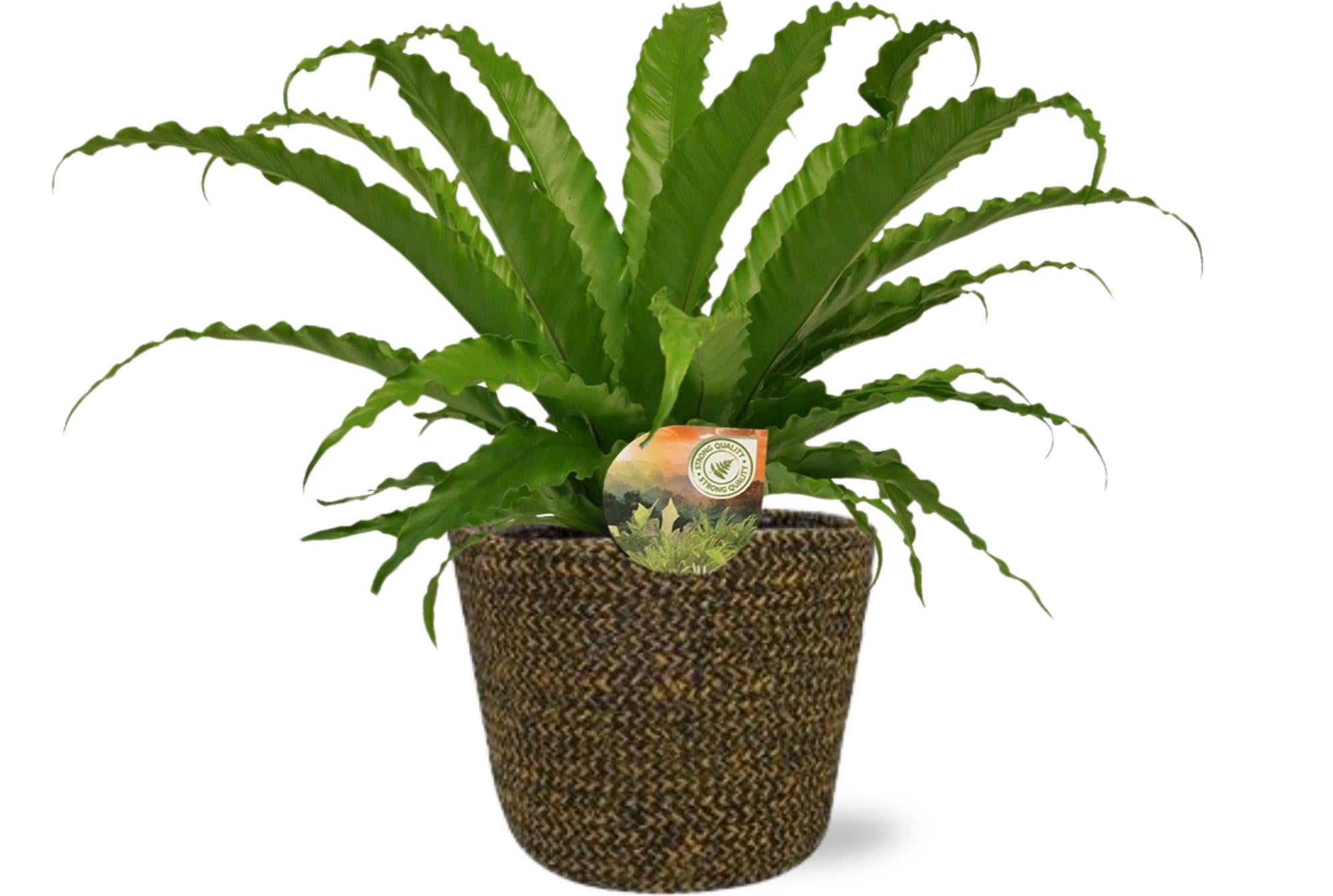 Asplenium Osaka - Ø17cm - ↕40cm + Selin Pot D18x16cm - Zwart