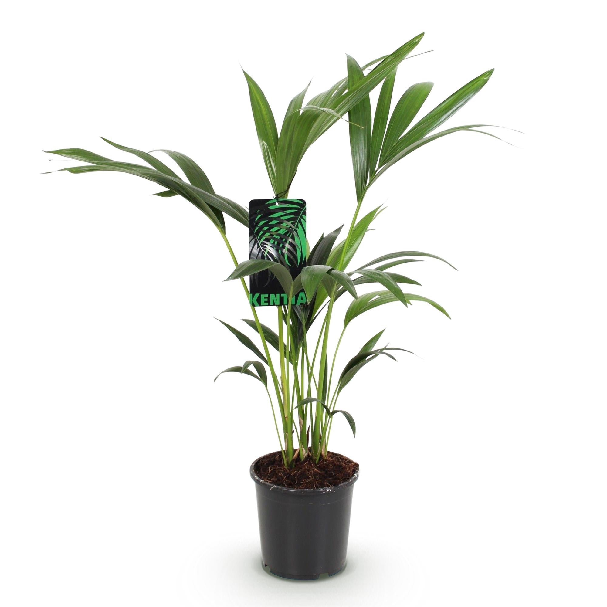 Green boutiQ - Kamerplant - Howea Forsteriana - Kentia Palm - Weinig Onderhoud - Groen - 1 plant - Pot 17cm - Hoogte 70-75cm