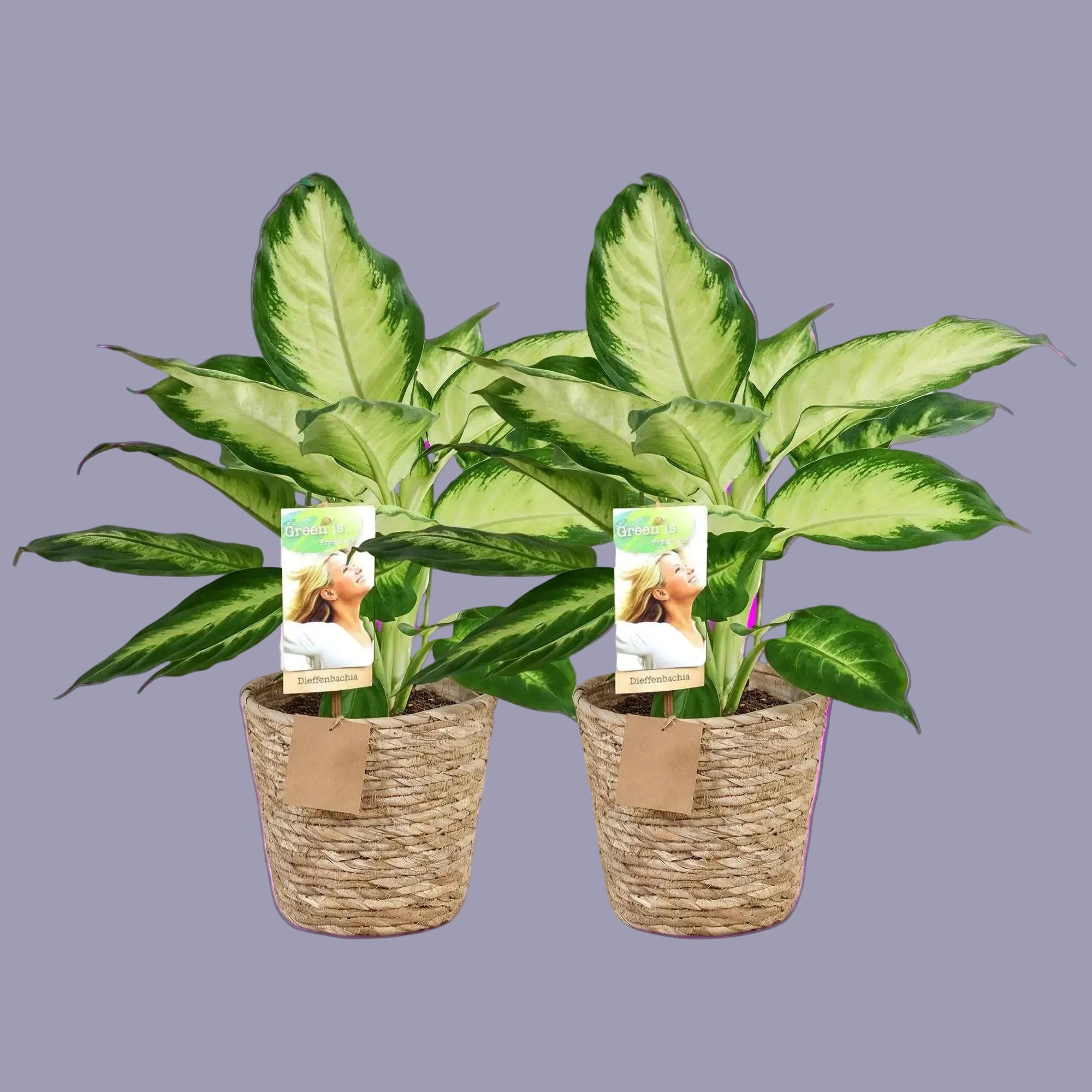Green BoutiQ - Green is... Kamerplanten - Diefenbachia Camilla - Dieffenbachia - Weinig onderhoud - met mand - Groen - 2 Planten - Pot 17cm - Hoogte 45-50cm