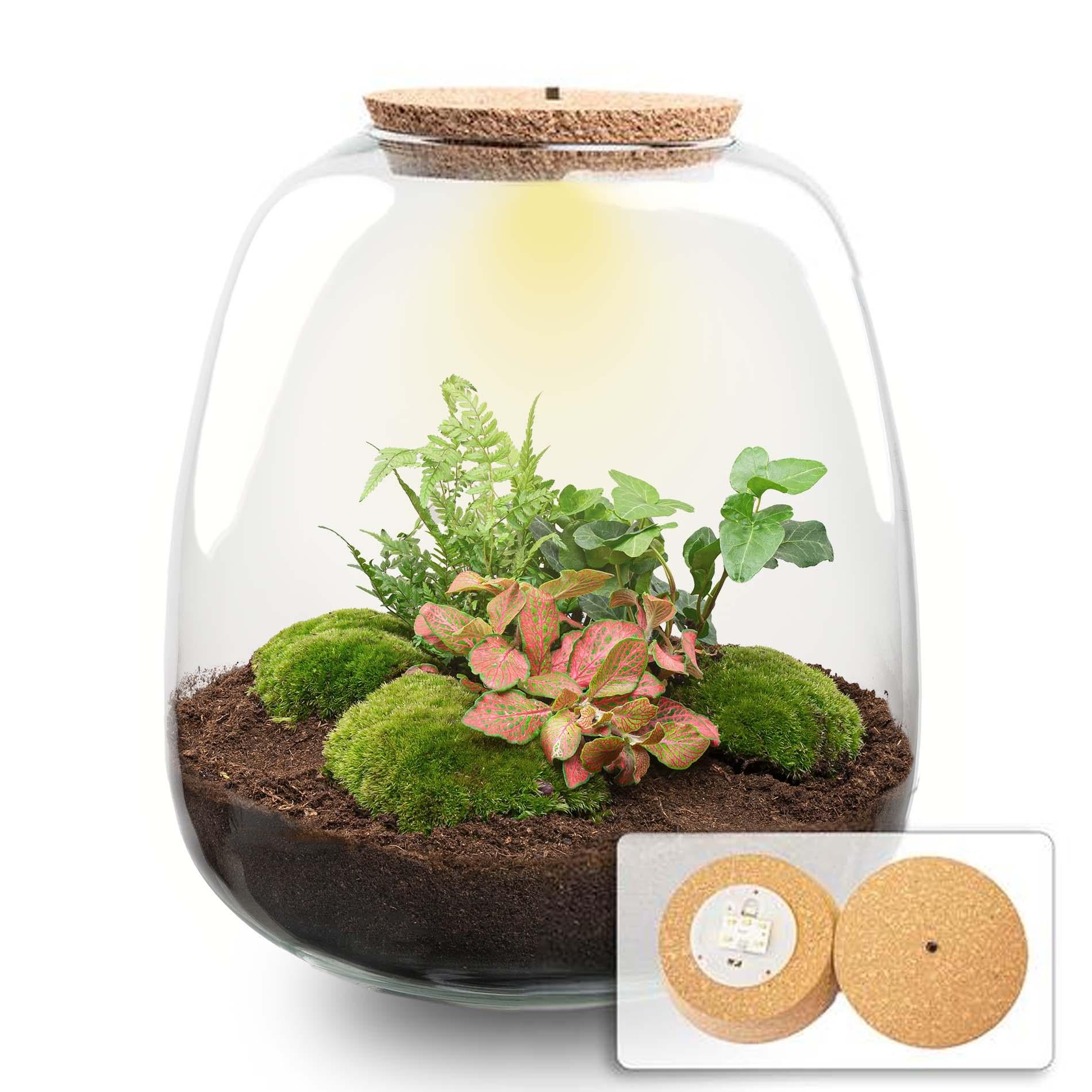 Plant terrarium - Emma - DIY kit - ↑ 25 cm - Ø 23 cm - Hedera Red + LED