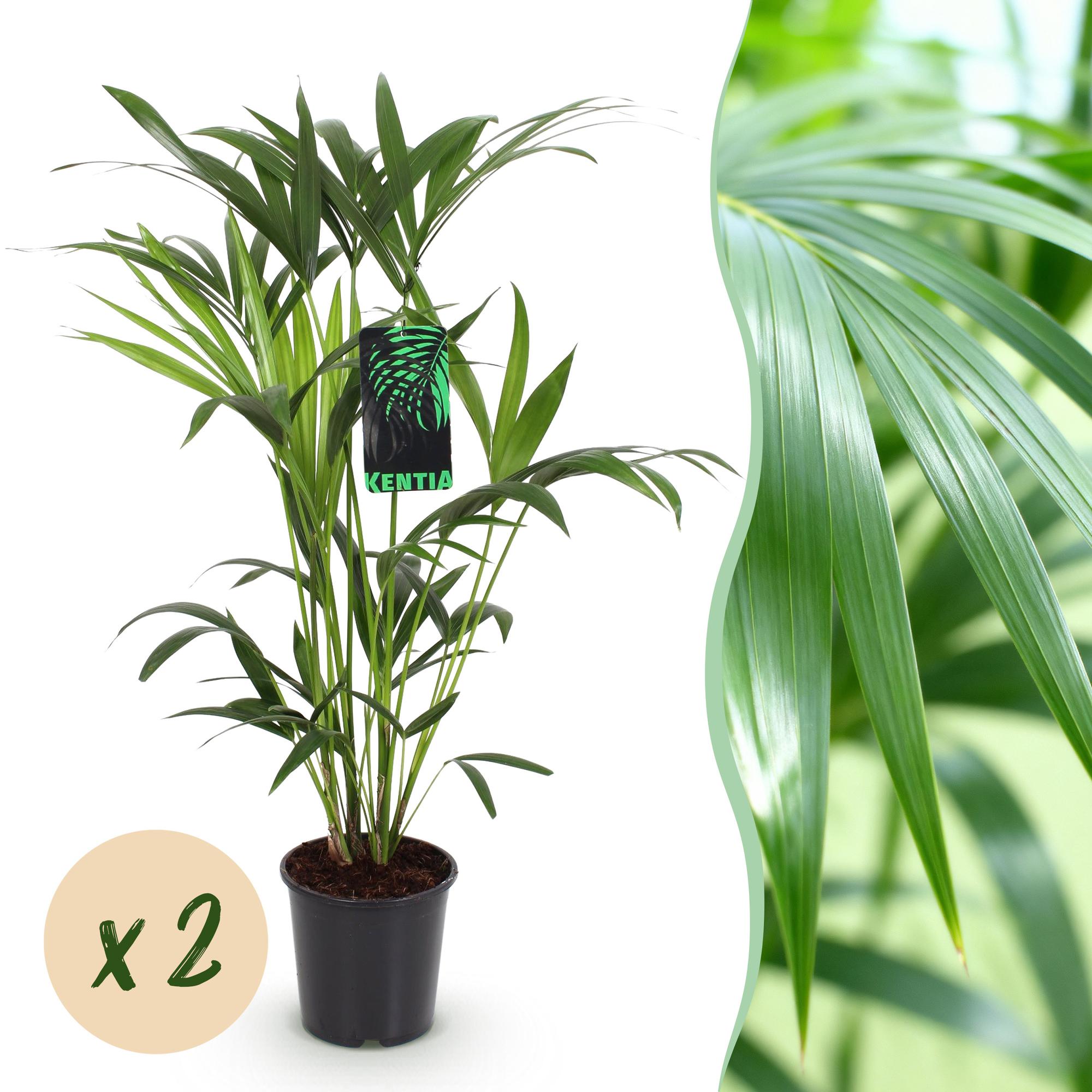 Green boutiQ - Kamerplant - Howea Forsteriana - Kentia Palm - Weinig Onderhoud - Groen - 2 planten - Pot 19cm - Hoogte 80-85cm