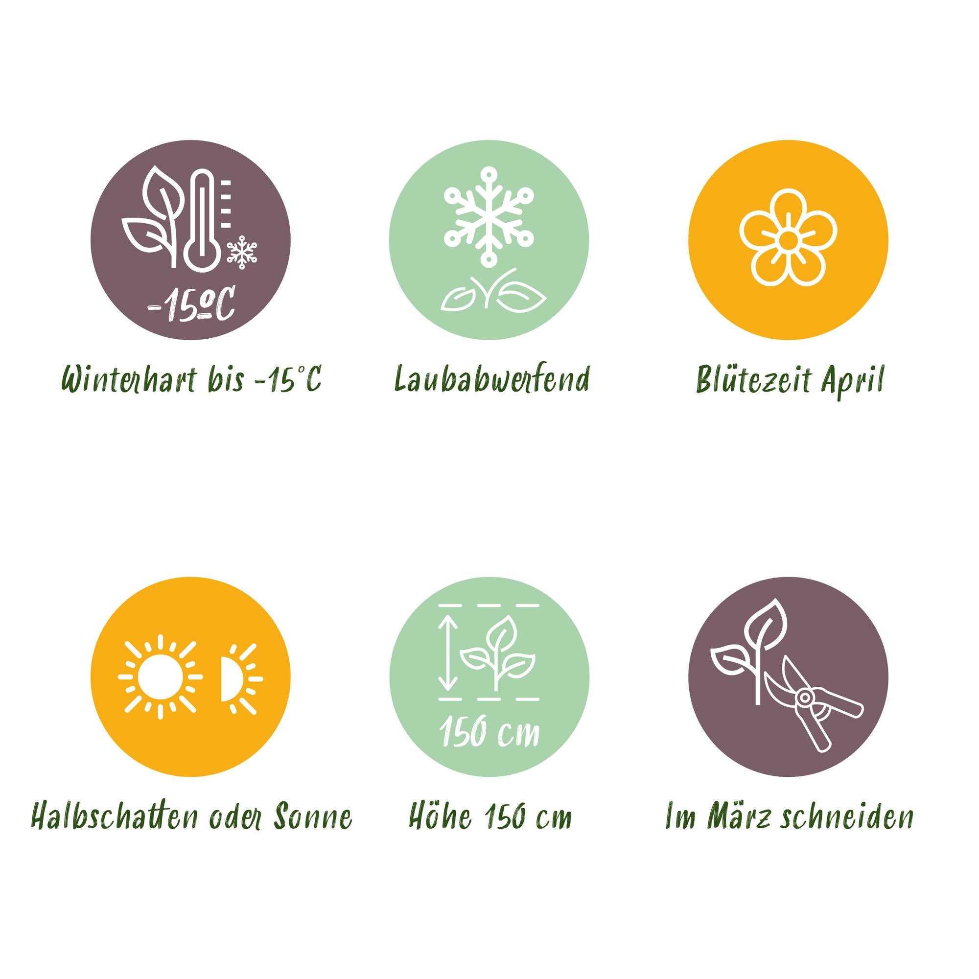 Green boutiQ - Plant op Stam - Magnolia Susan - Terras Plant - Bladverliezend - Winterhard - Roze Bloem - Pot 19cm Hoogte 90cm