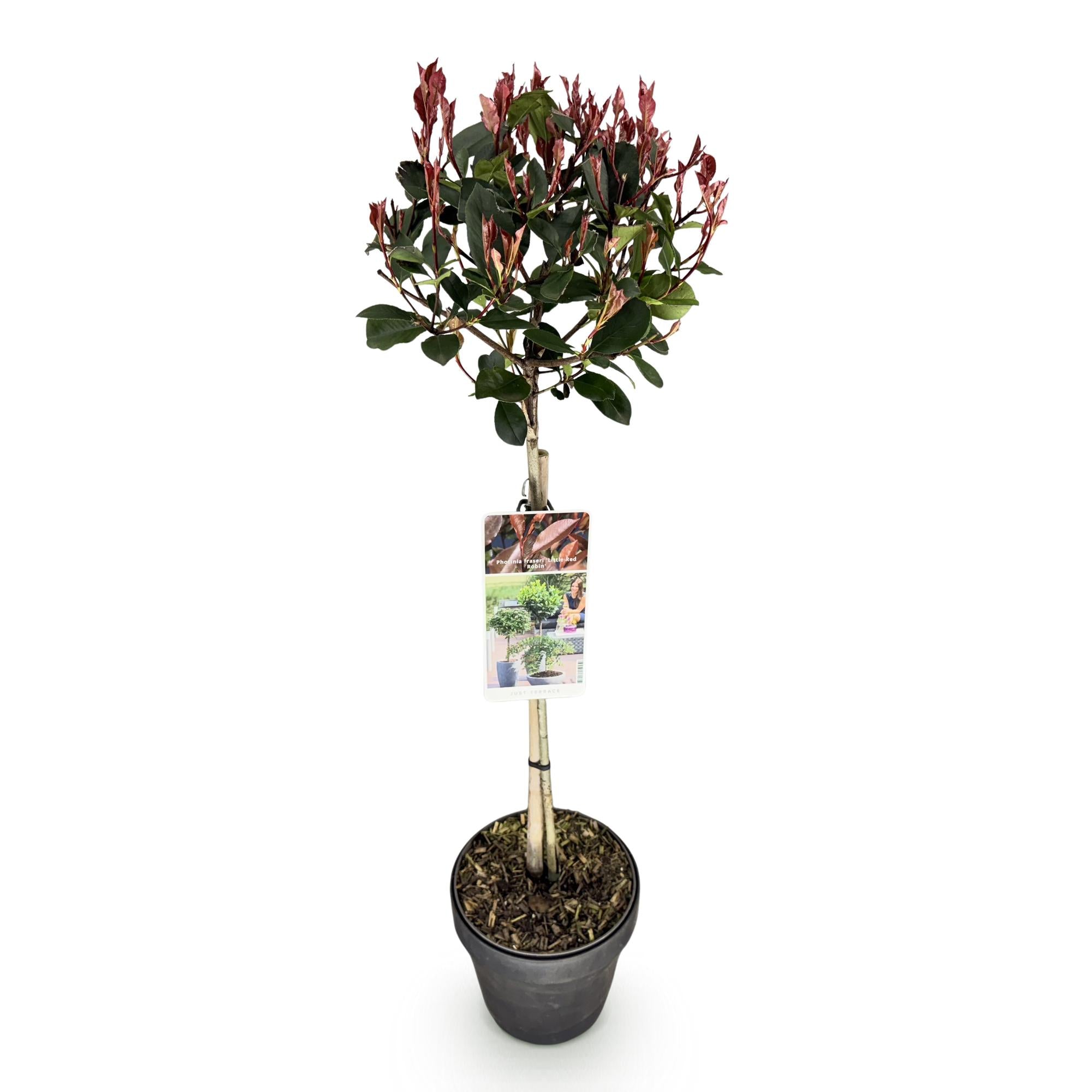 Green boutiQ - Plant op Stam - Photinia fraseri Little Red Robin - Terras Plant - Bladhoudend - Winterhard - Groen-Rood Blad - Pot 19cm Hoogte 90cm