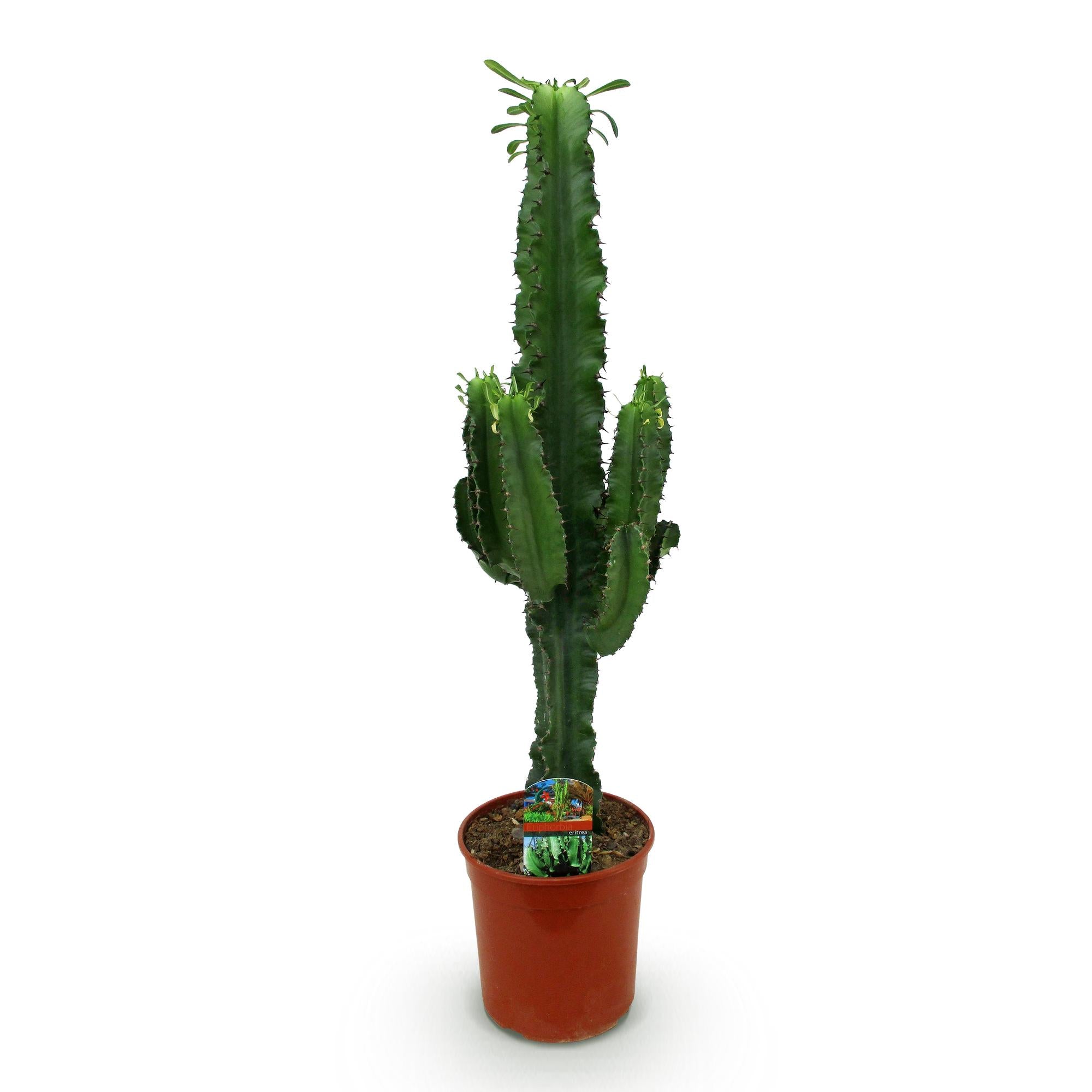 Green boutiQ - Kamerplant - Euphorbia eritrea - Afrikaanse melkboom - Weinig onderhoud - Groen - 1 - Pot 19cm - Hoogte 70cm