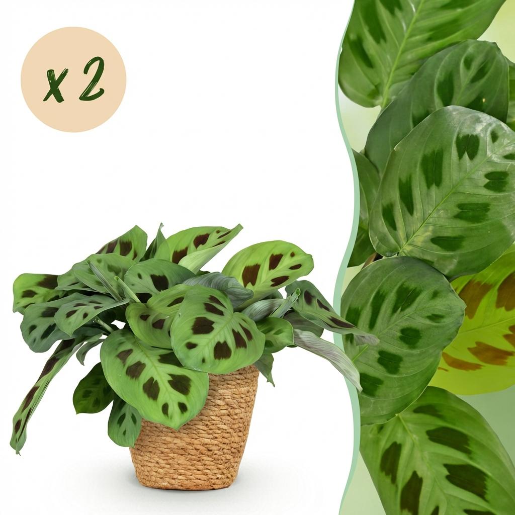 Green boutiQ - Kamerplant - Maranta Fascinator Kerchoveana - Zebraplant - Huisdiervriendelijke Plant - Groen - 2 Planten - met Mand - Pot 12cm - Hoogte 25cm