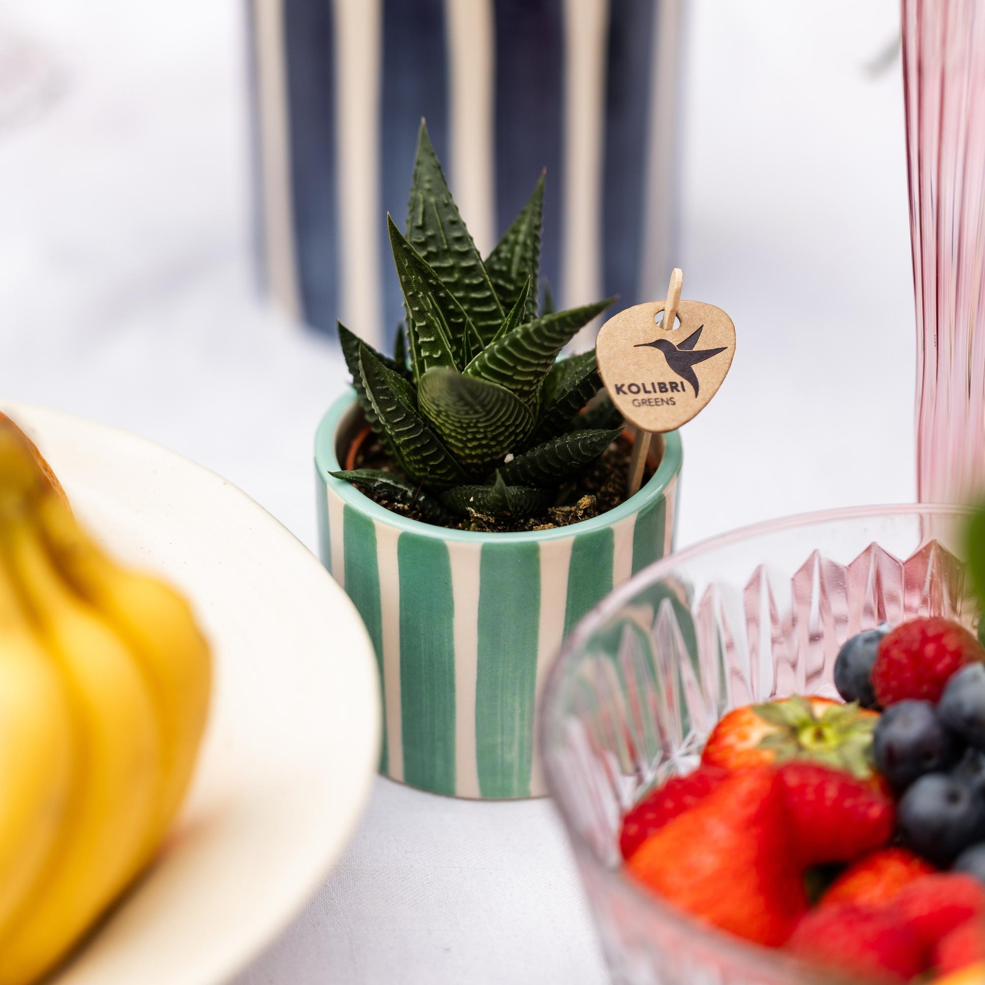 Kolibri Greens | Groene plant - Succulent Haworthia Limifolia potmaat Ø6cm | groene kamerplant - vers van de kweker