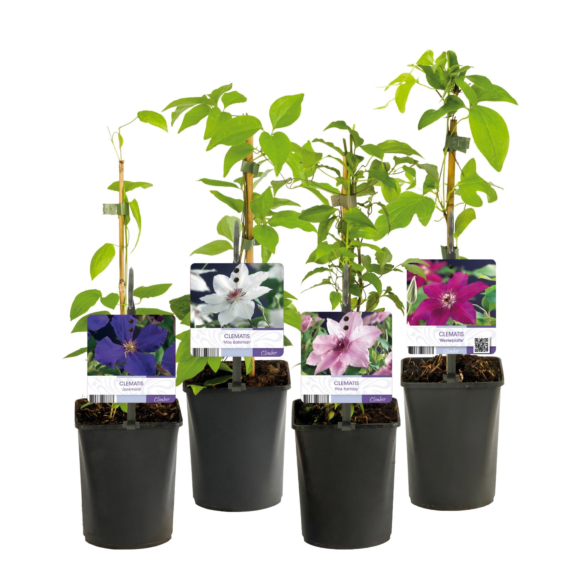 Green boutiQ - Klimplant - Clematis Rainbow - Bloem Roze Wit Paars Rood - Weinig onderhoud - 4 planten - Pot 11cm Hoogte 40cm