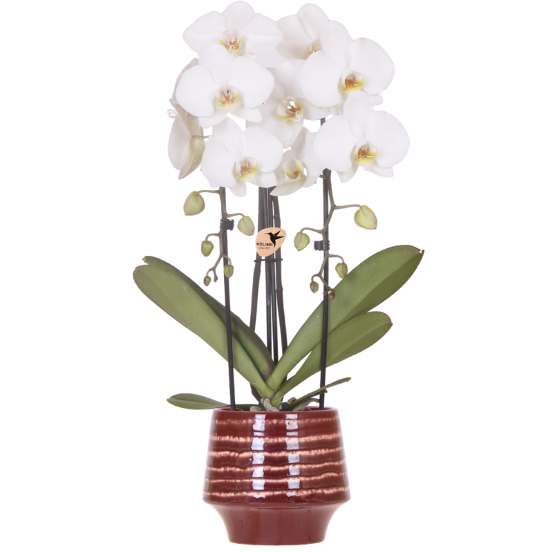 Kolibri Orchids | Witte Niagara Falls orchidee + Moonstone burgundy sierpot – potmaat Ø12cm | bloeiende kamerplant – vers van de kweker