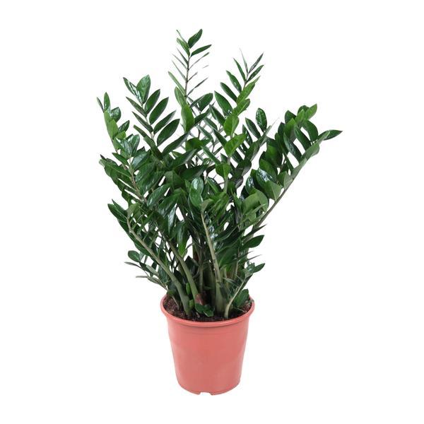 Zamioculcas - 100cm ⌀21-24cm