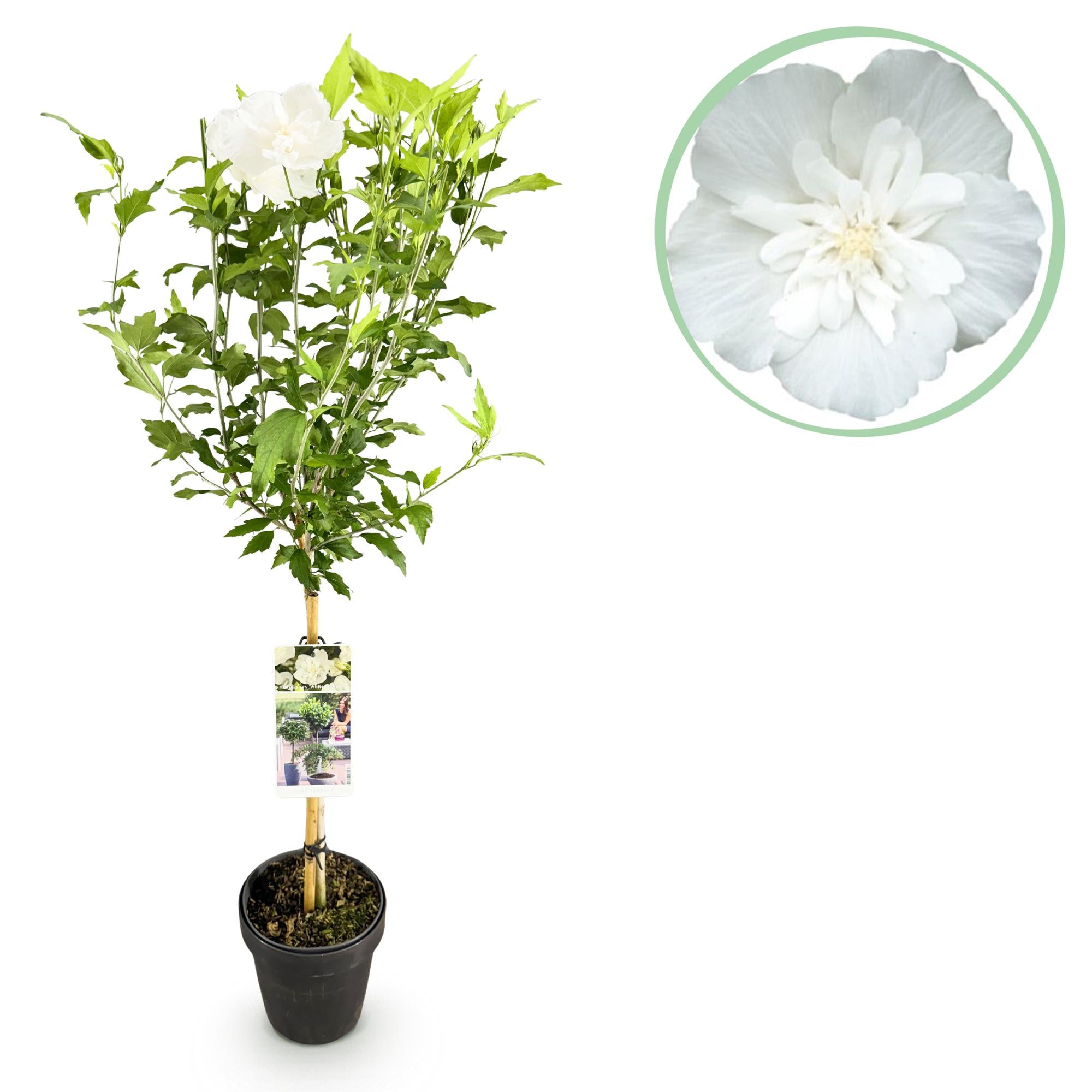 Green boutiQ - Plant op Stam - Hibiscus syriacus White Chiffon® - Terras Plant - Bladverliezend - Winterhard - Witte Bloem - Pot 19cm Hoogte 90cm
