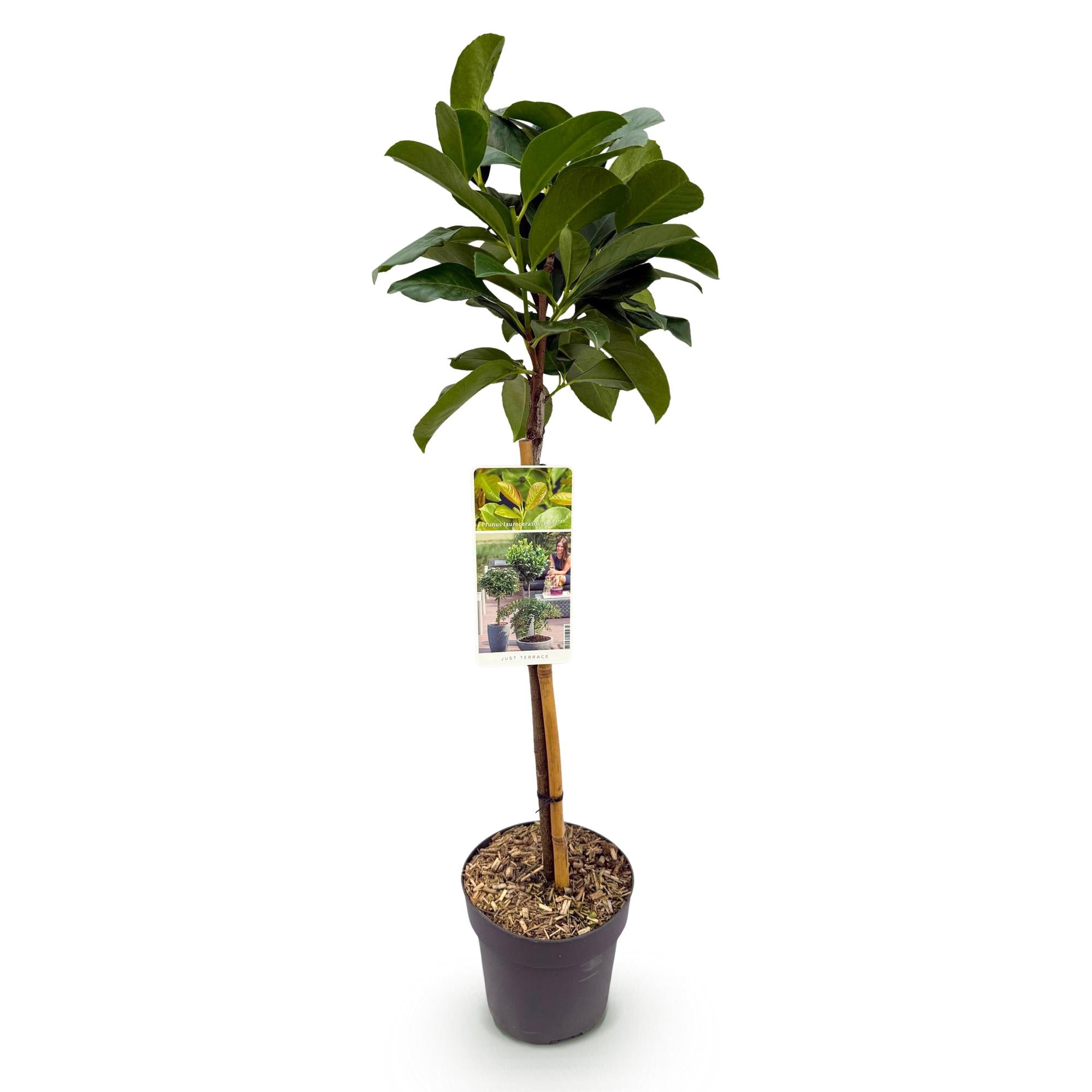 Green boutiQ - Plant op Stam - Prunus lauroverasus Etna® - Terras Plant - Bladhoudend - Winterhard - Groen Blad - Pot 19cm Hoogte 90cm