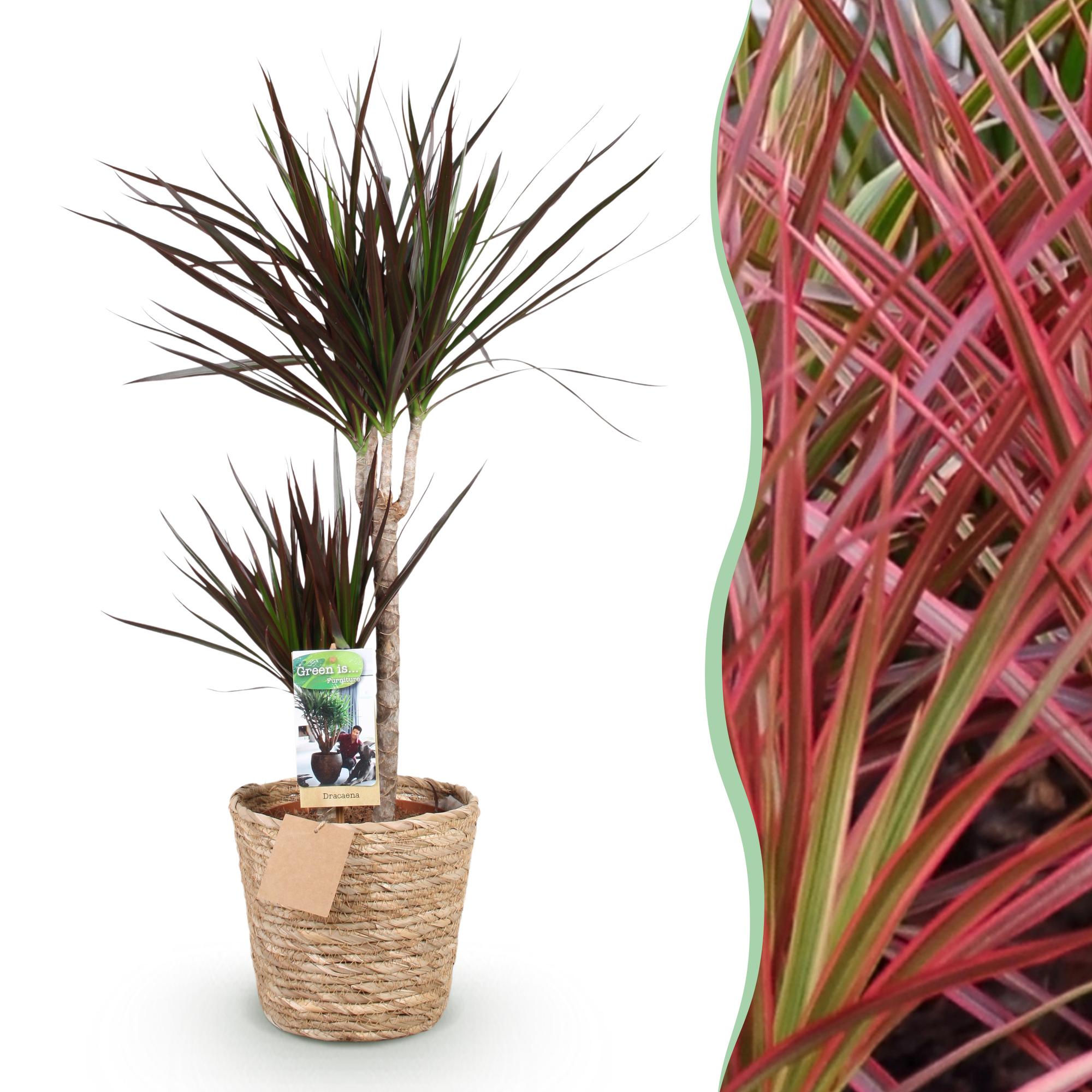 Green BoutiQ - Green is... Kamerplanten - Dracaena Magenta - Drakenbloedboom - Weinig onderhoud - met mand - Groen - 1 Plant - Pot 21cm - Hoogte 90-100cm