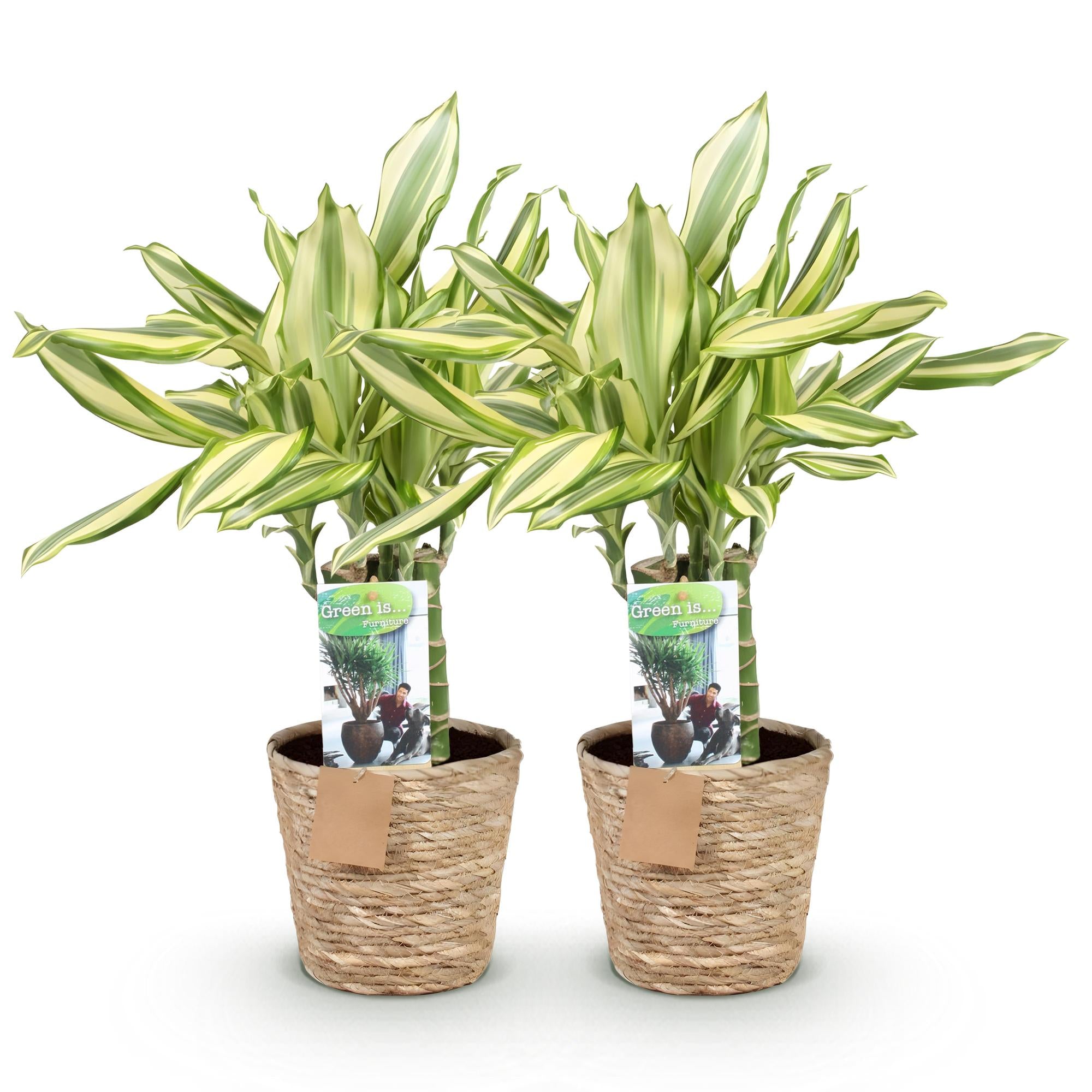 Green BoutiQ - Green is... Kamerplanten - Dracaena fragrans Diamond Dream - Drakenbloedboom - Weinig onderhoud - met mand - Groen - 2 Planten - Pot 17cm - Hoogte 50-55cm