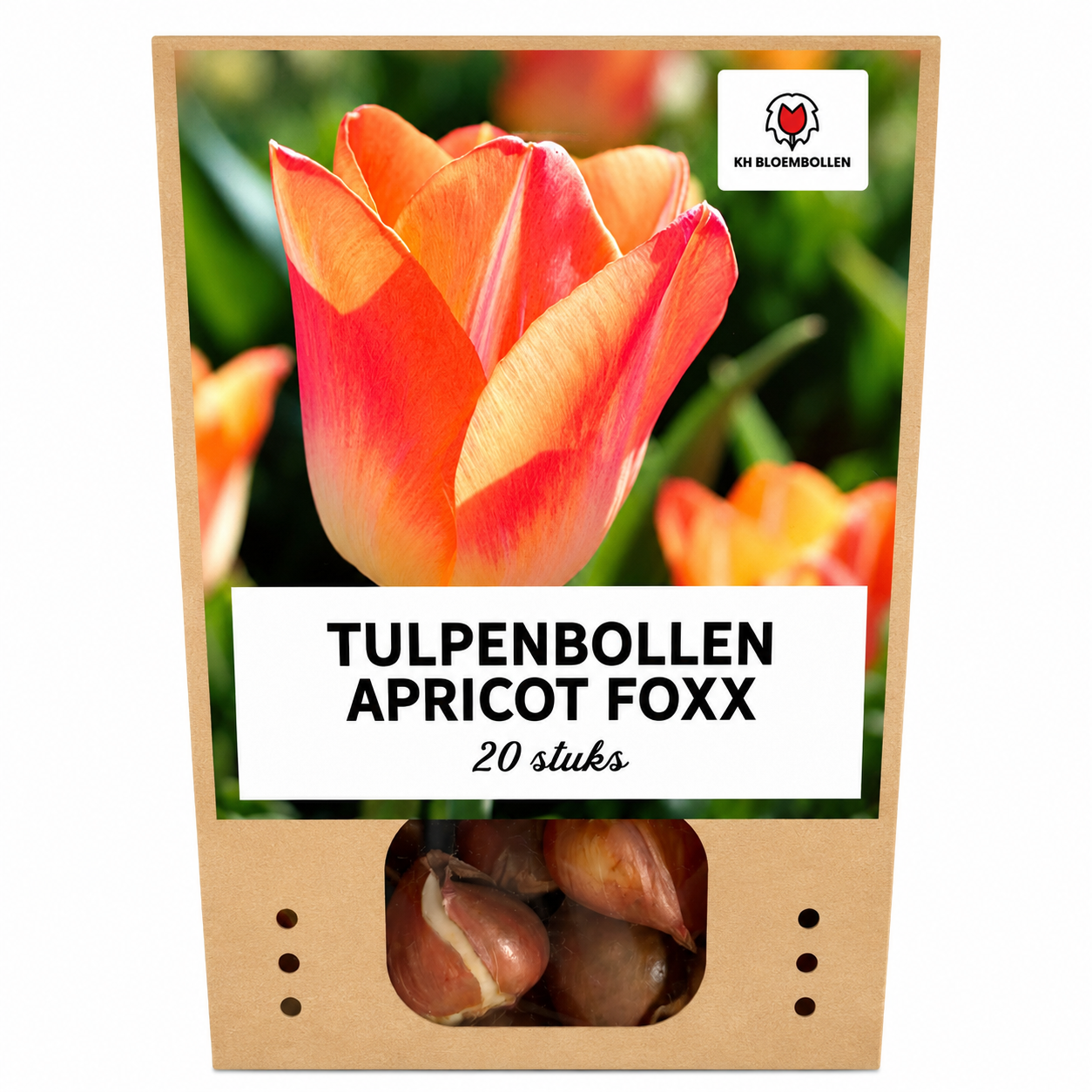 Tulpenbollen Apricot Foxx – 20 Stuks | KH Bloembollen® | Zalmroze Tulp – Elegant & Grootbloemig – Voor Tuin of Pot – Maat 11/12 – Vers van de Teler