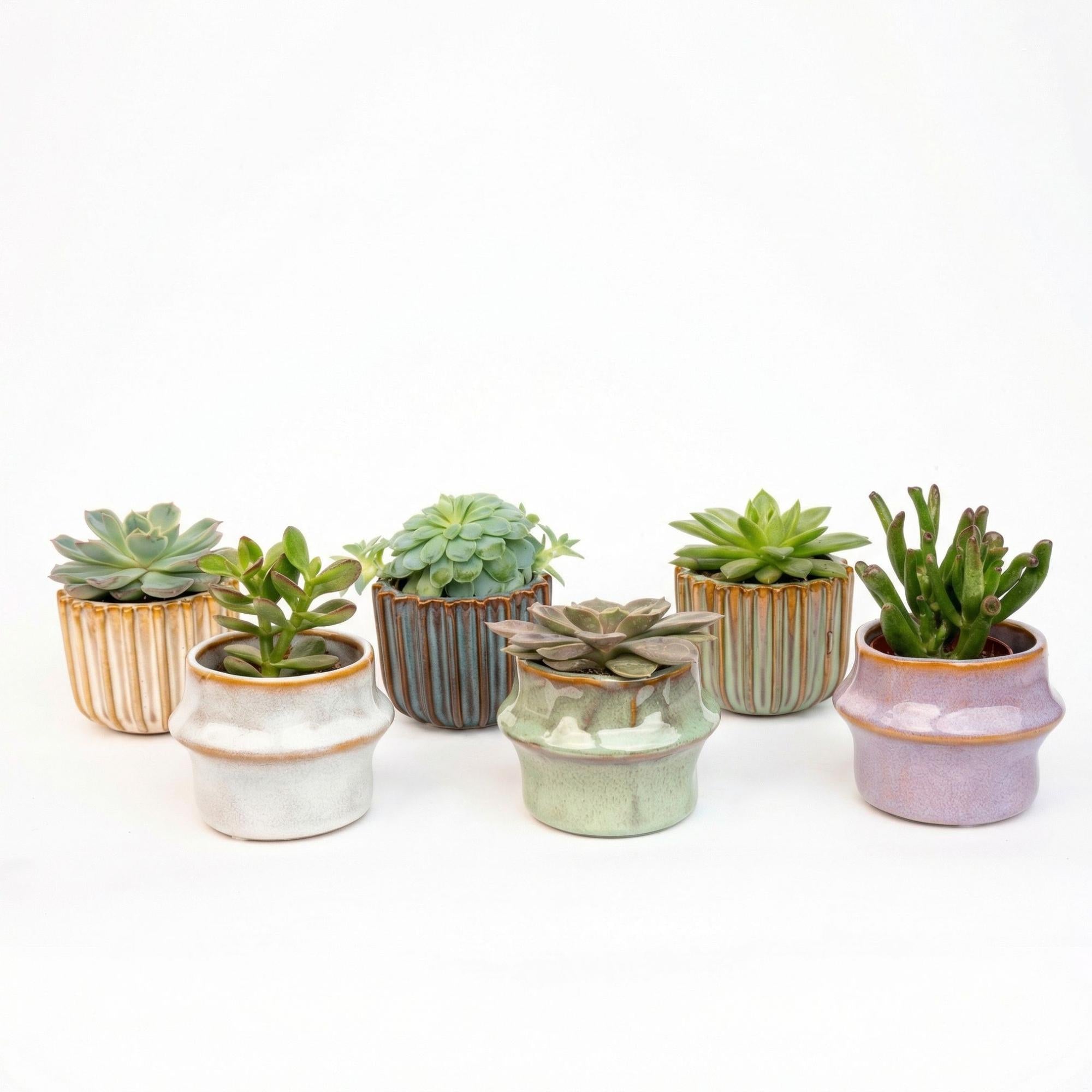 Succulenten Set van 6 in Keramische Mini Potjes Barcelona -  ↑ 8–12 cm