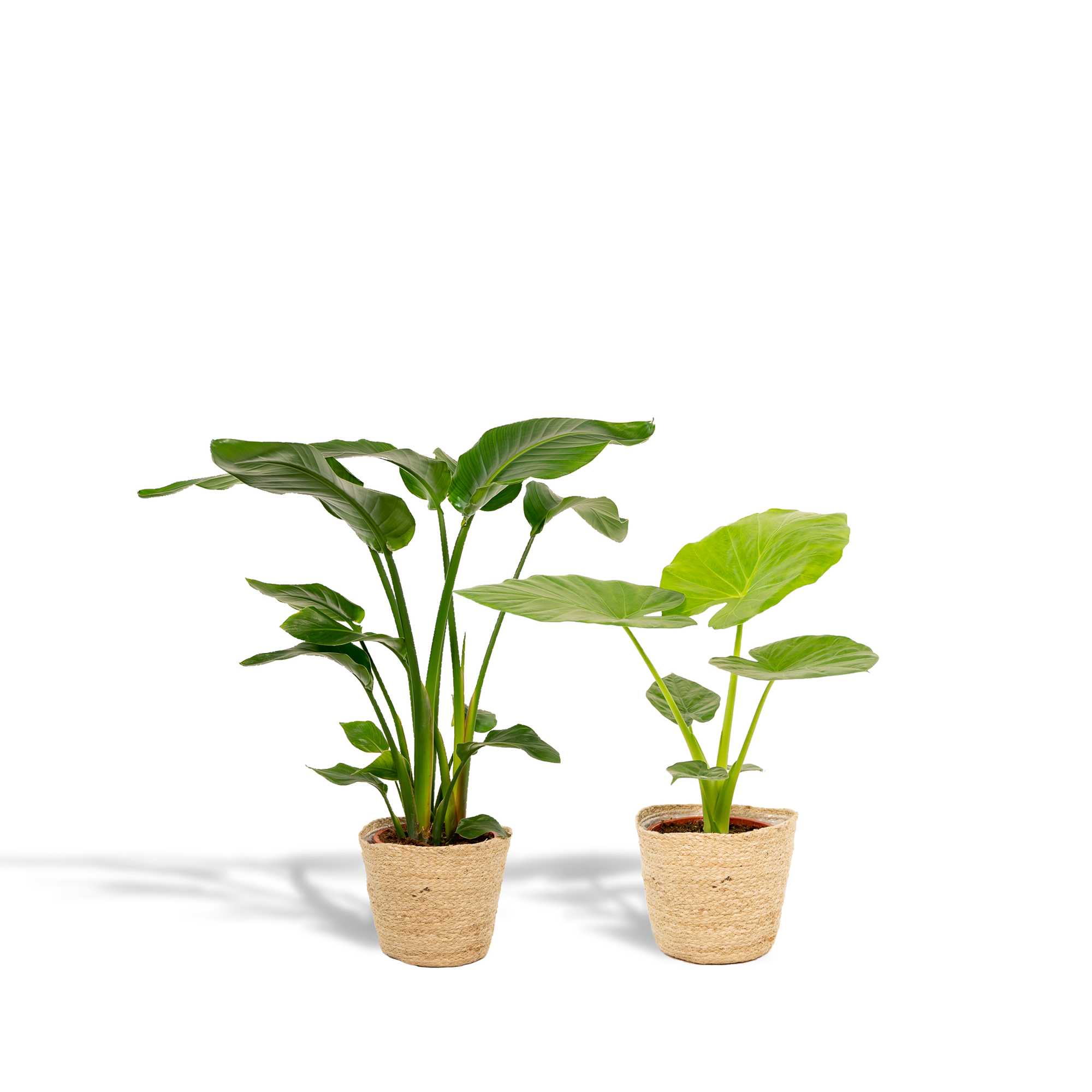 Strelitzia Nicolai - Ø19cm - ↕85cm + Alocasia Macrorrhiza - Ø19cm - ↕70cm + Mand Selin