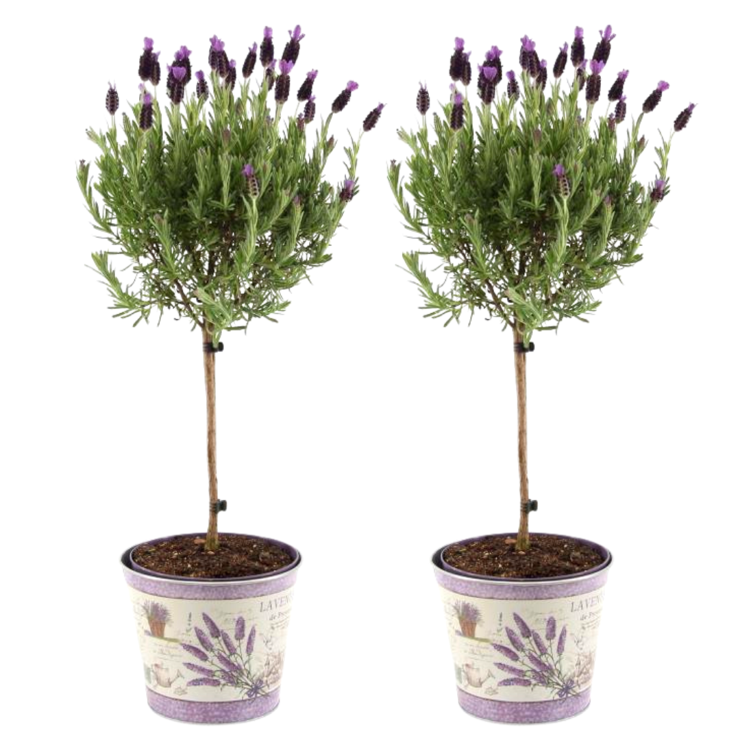Boundlessgreen  - Lavandula stoechas Anouk® op stam in Lavendelprint sierpot - 15 cm pot - set van 2 Franse Lavendels op stam in sierpot