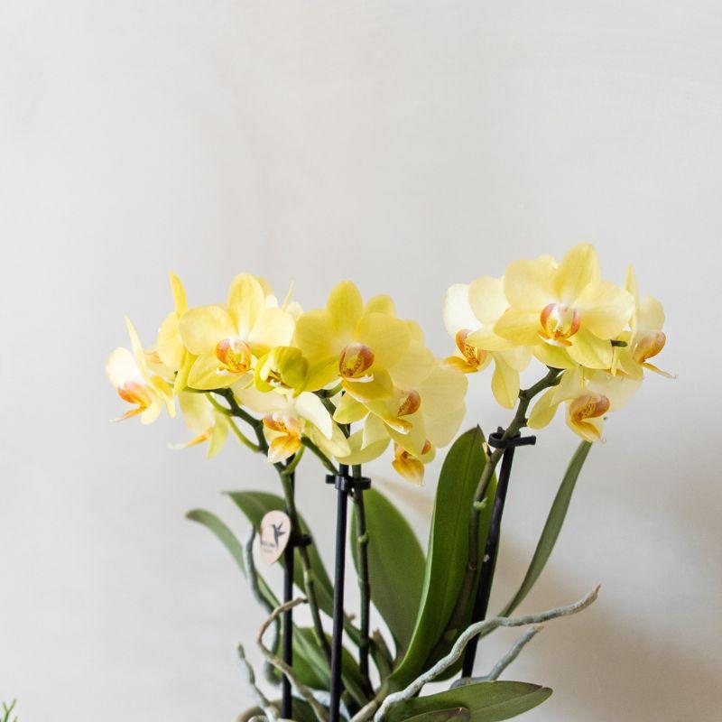 Kolibri Orchids | Gele Albenga orchidee + Bold Cognac sierpot – potmaat Ø9cm | bloeiende kamerplant – vers van de kweker