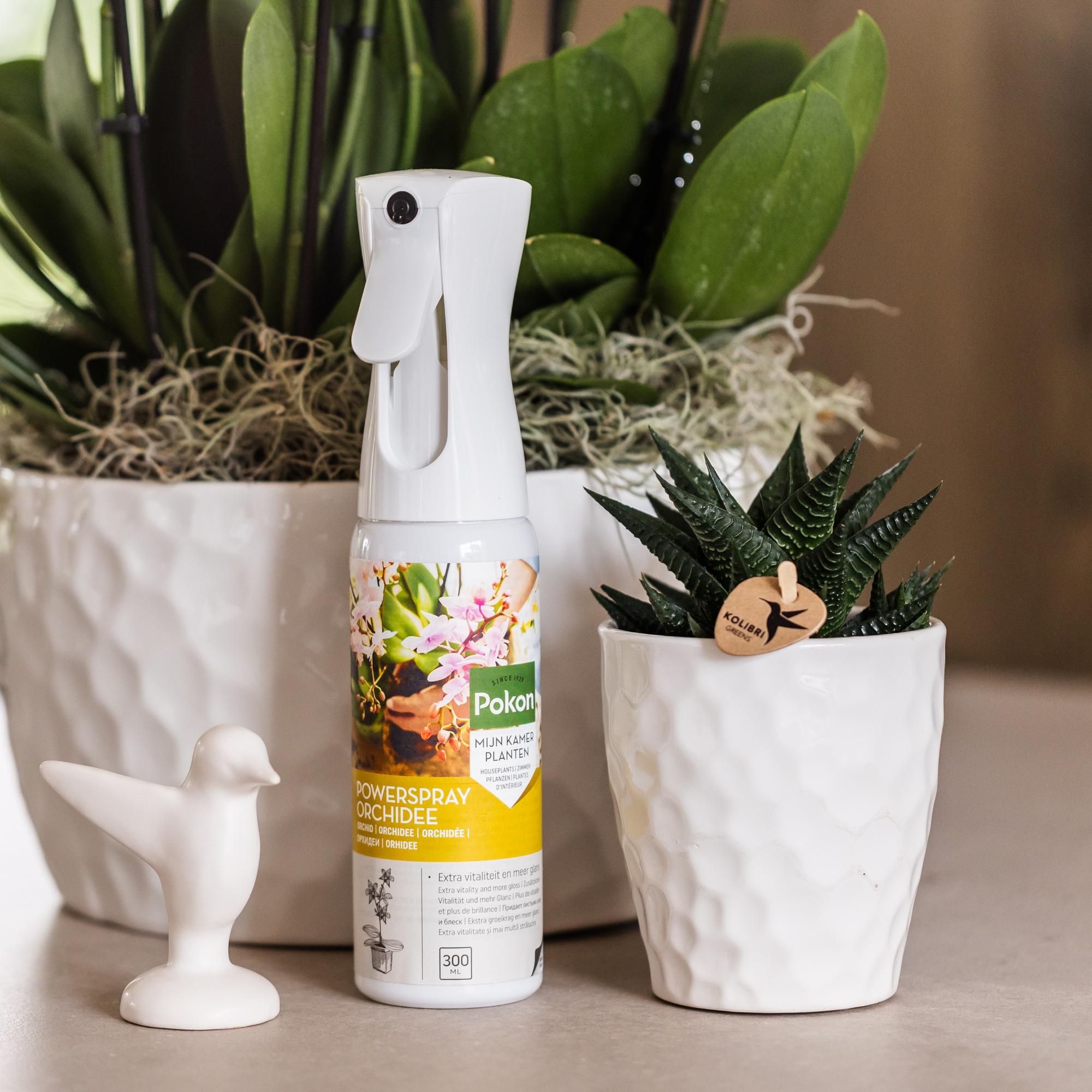 Kolibri Greens | Groene plant - Succulent Haworthia Limifolia potmaat Ø9cm | groene kamerplant - vers van de kweker