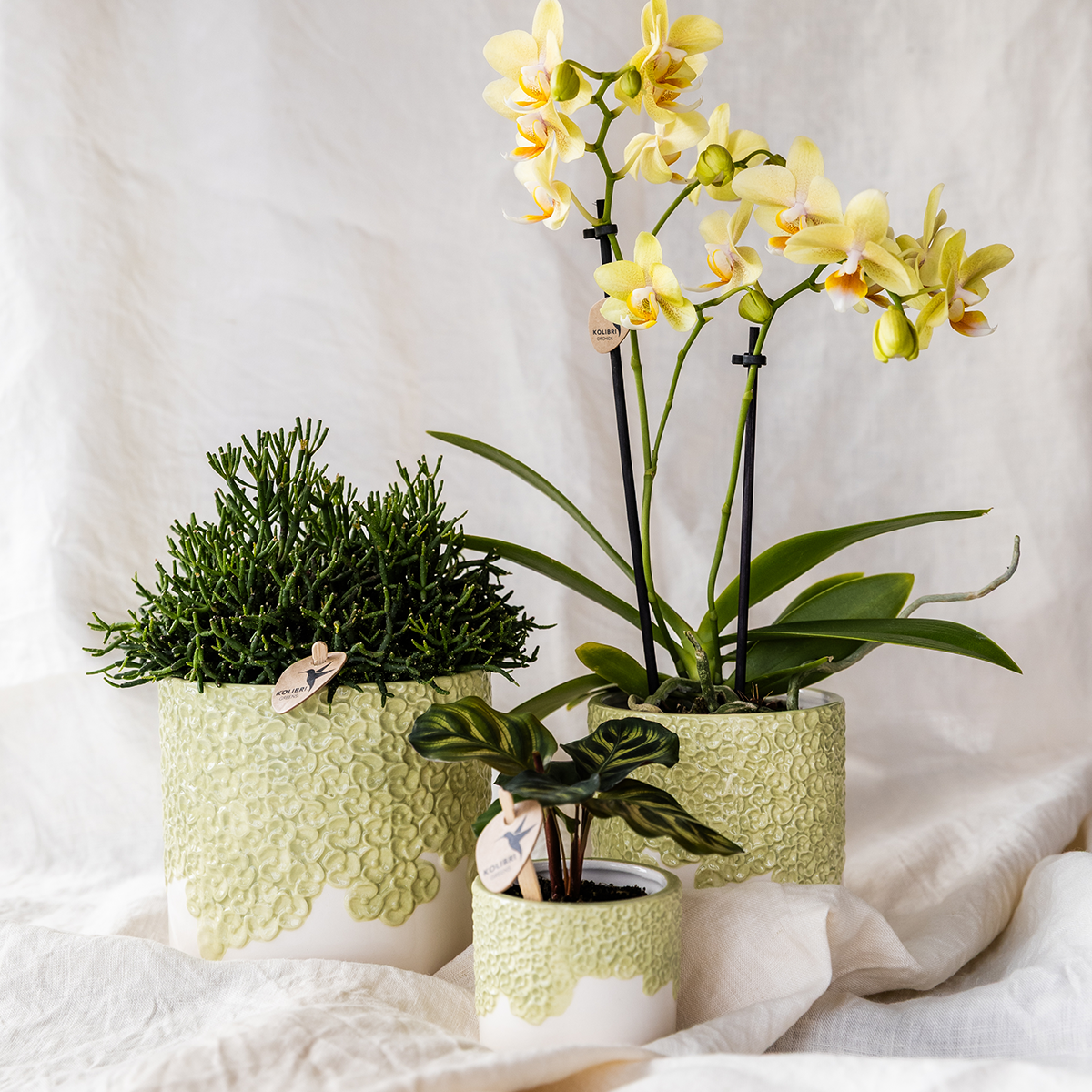 Kolibri Company | Plantenset Bloom Green | Gele Albenga orchidee 9cm + groene planten incl. sierpotten